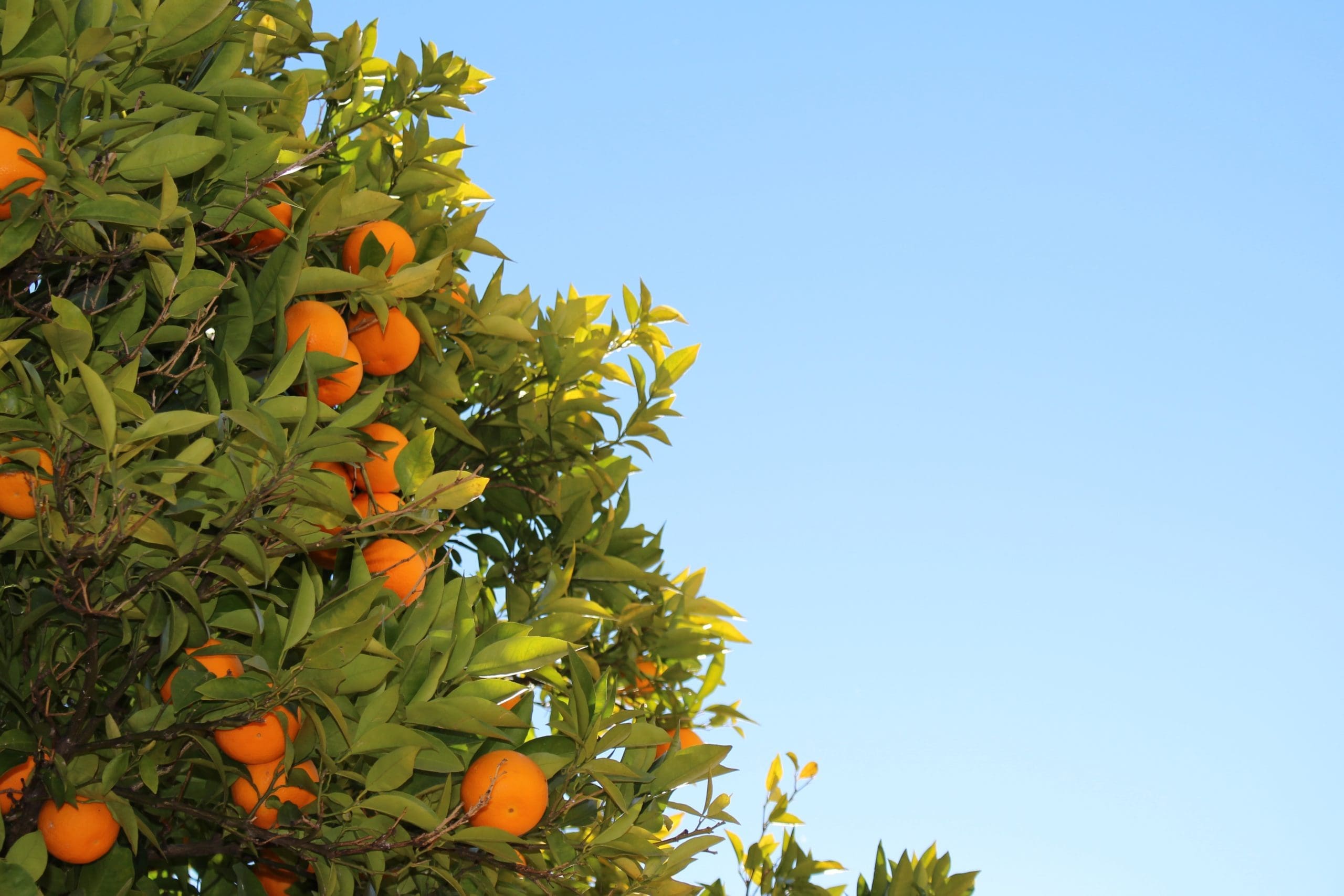 Cloud-based Technology helps Farmers Count Citrus Trees