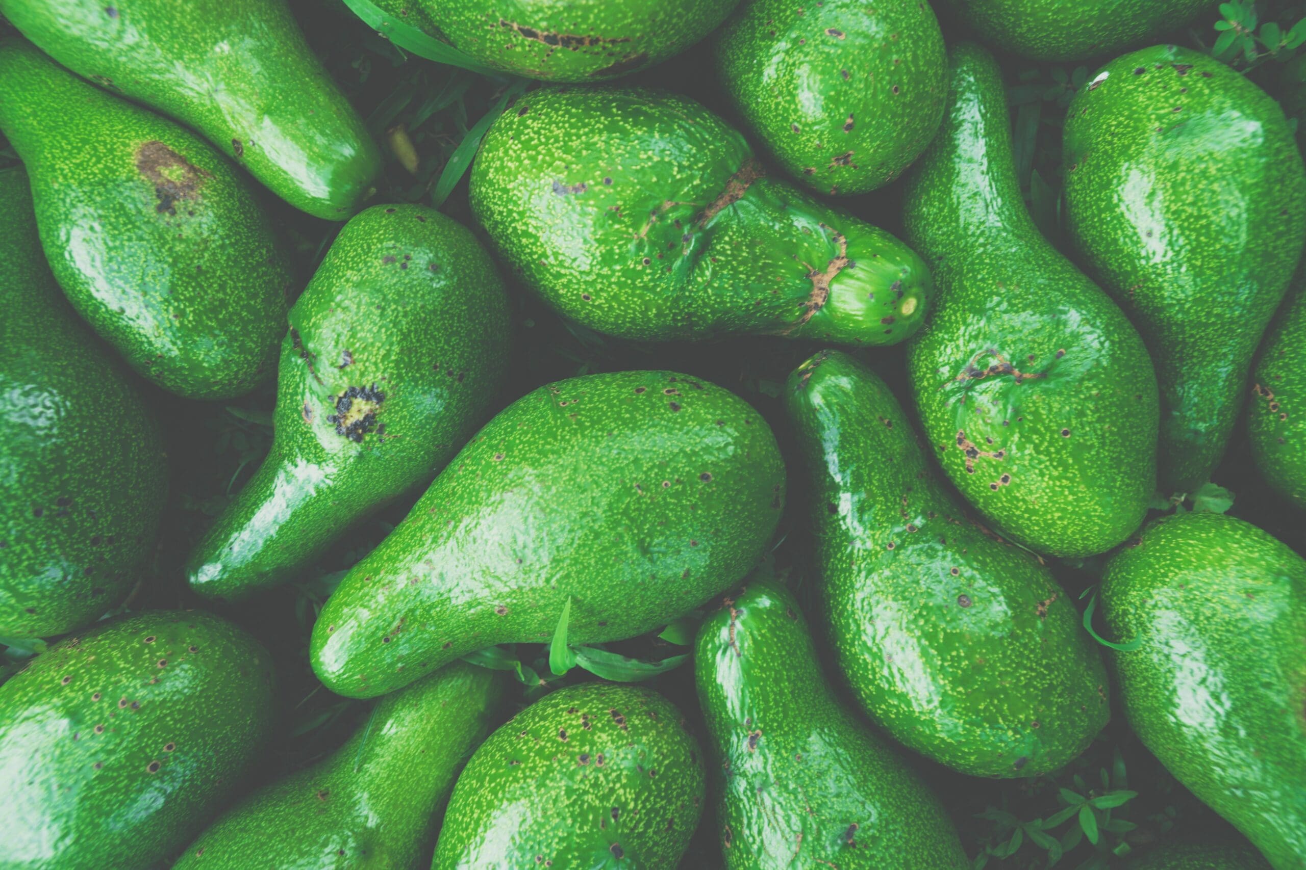 Decision-Support Tool Using HiPerGator May Help Manage Devastating Avocado Disease