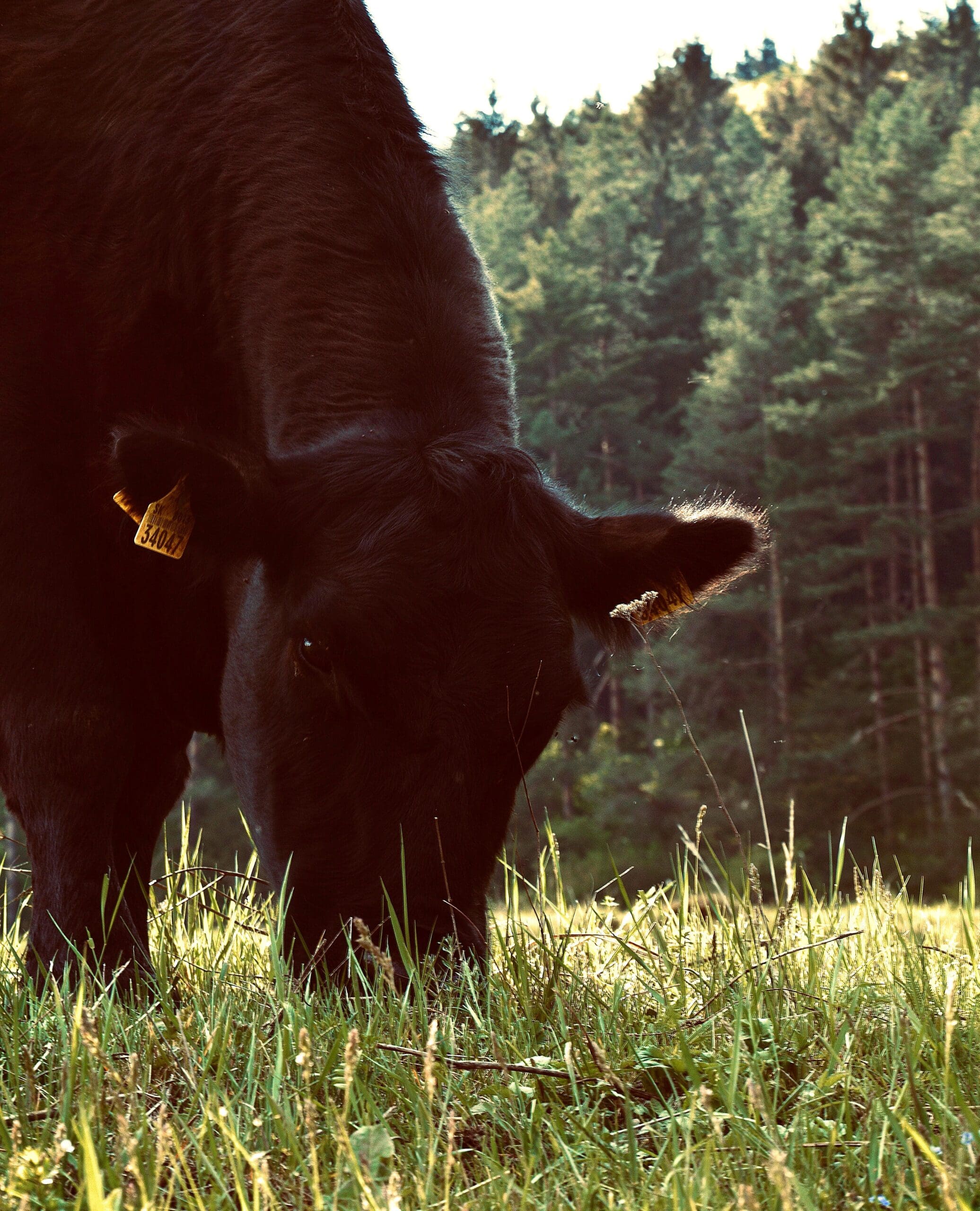 Grass-Fed Beef: What You Need to Know