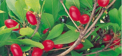 Could the Miracle Fruit be for South Florida? New study uncovers data showing how bountiful it can grow in the subtropics