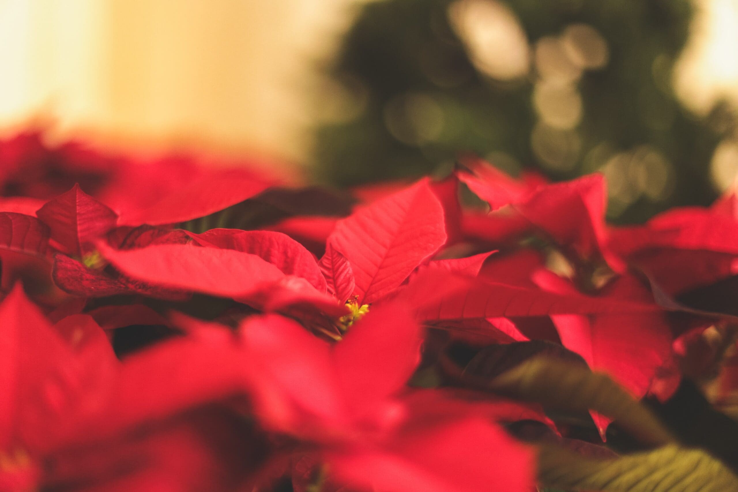 Making Spirits Bright