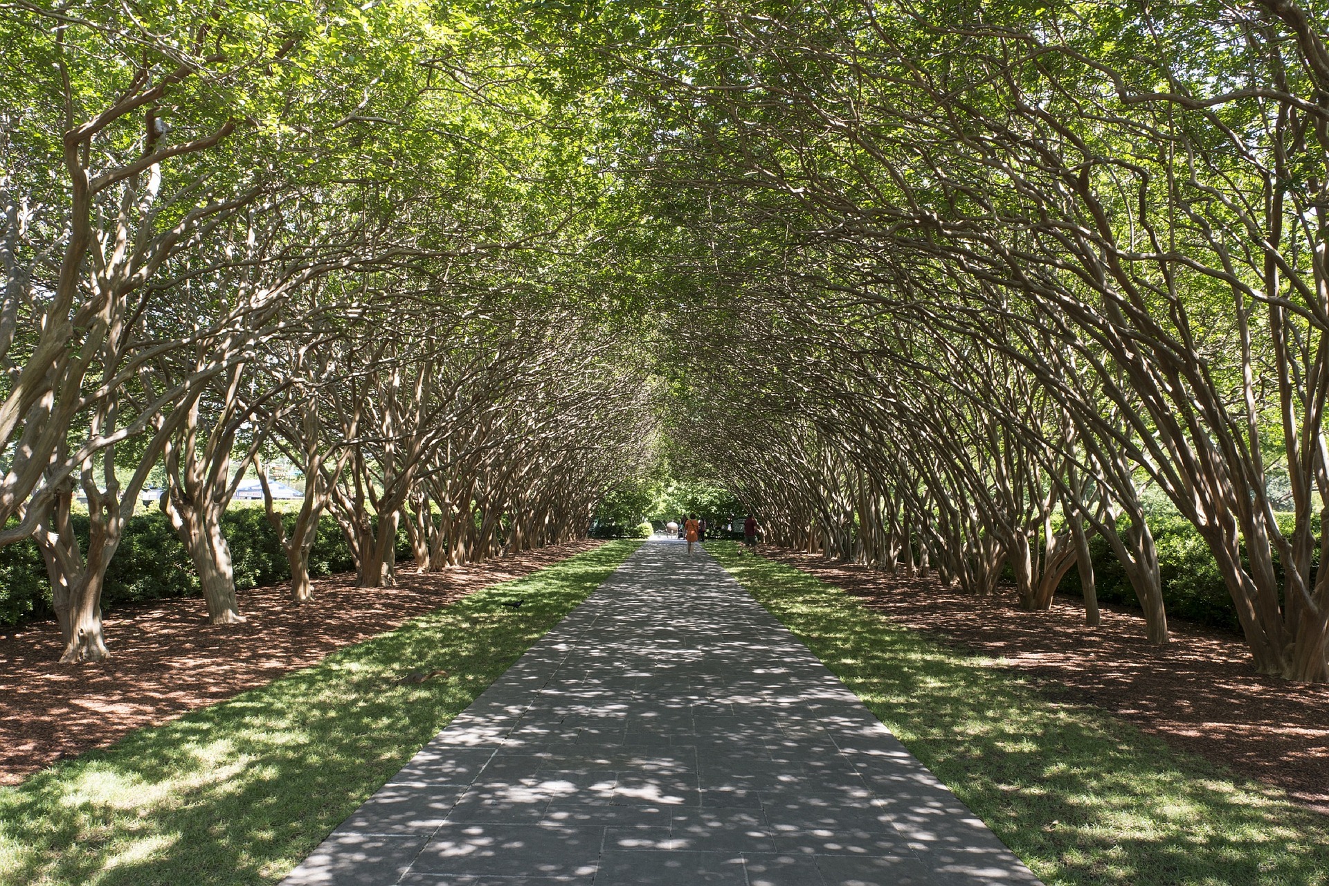 Florida urban tree canopy gives oxygen, shade — saves $4 billion a year