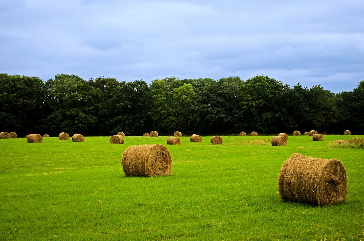 Cover Crops Play an Important Role in the Agriculture Ecosystem