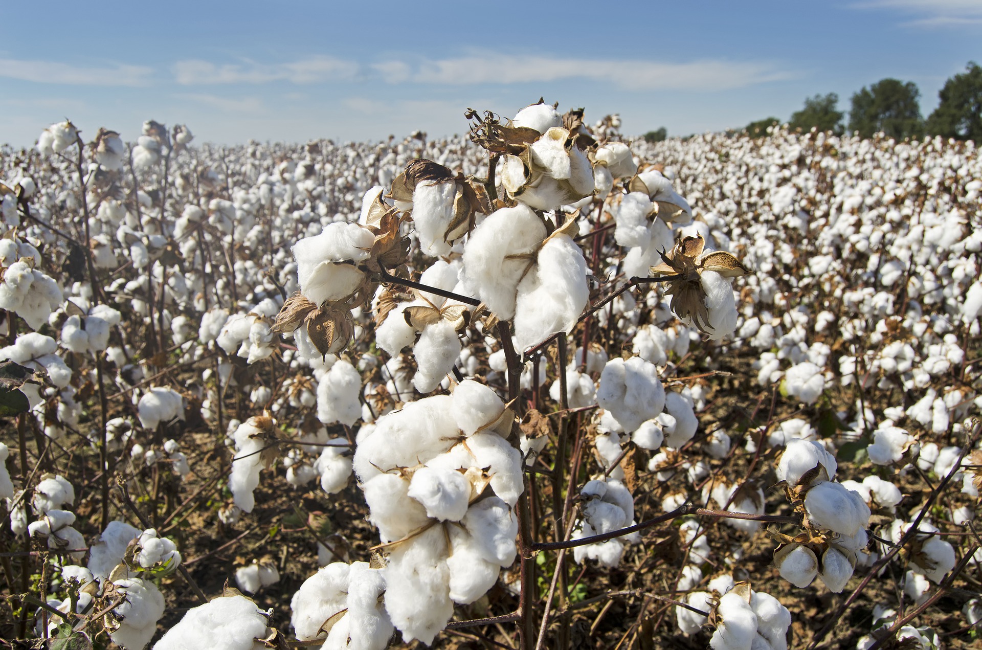 North Florida Cotton Variety Trial Results