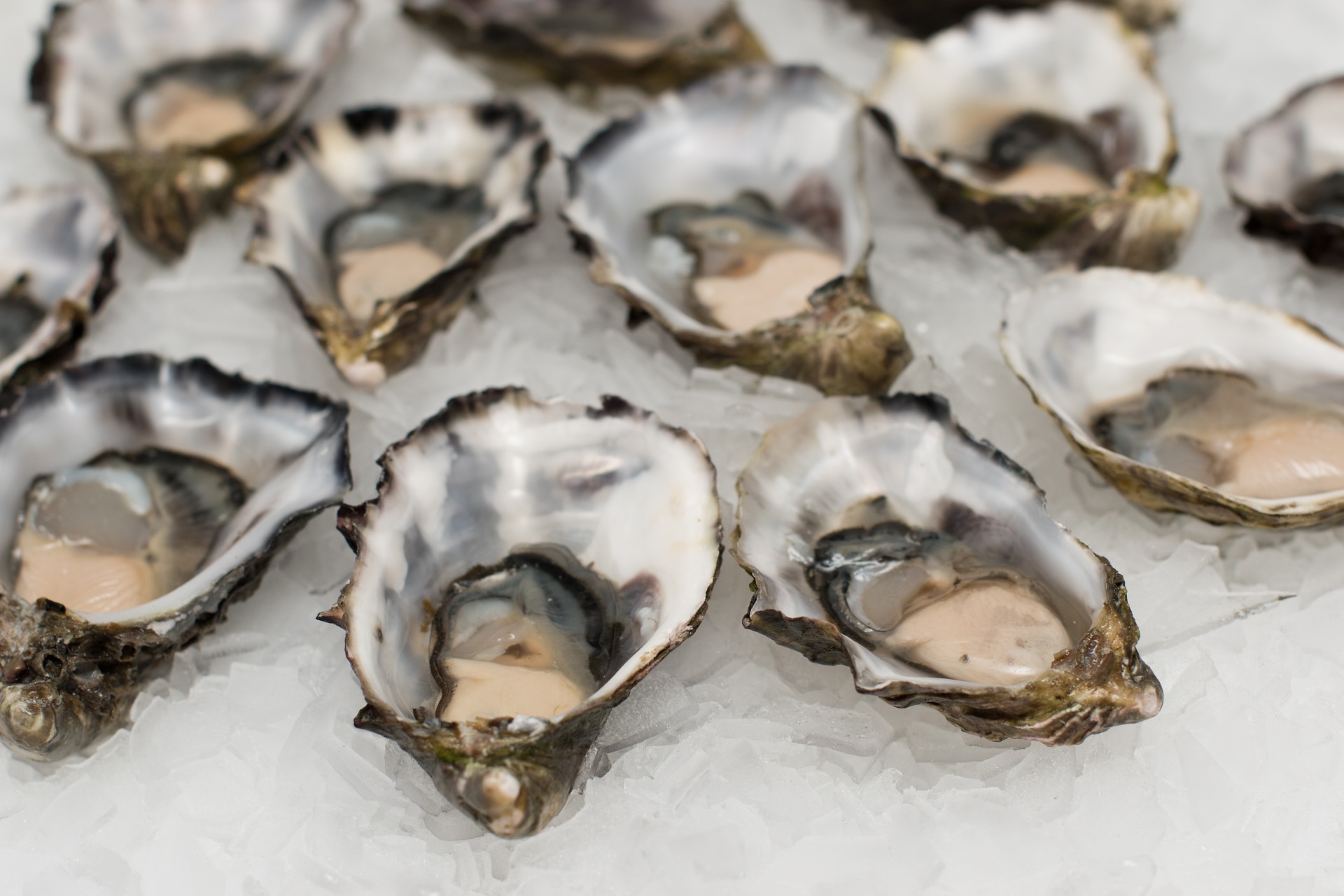 Oyster Farming Explained