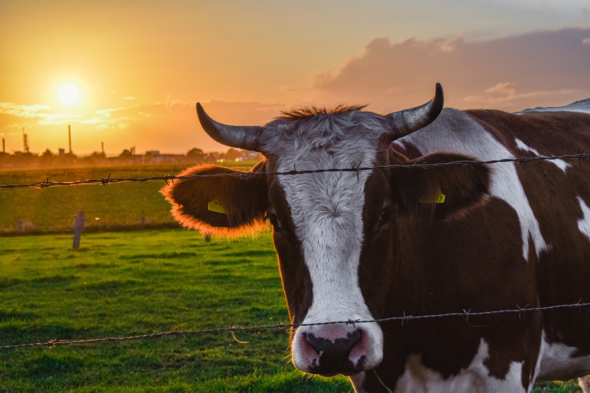 Florida Ranches Work to Combat Climate Change