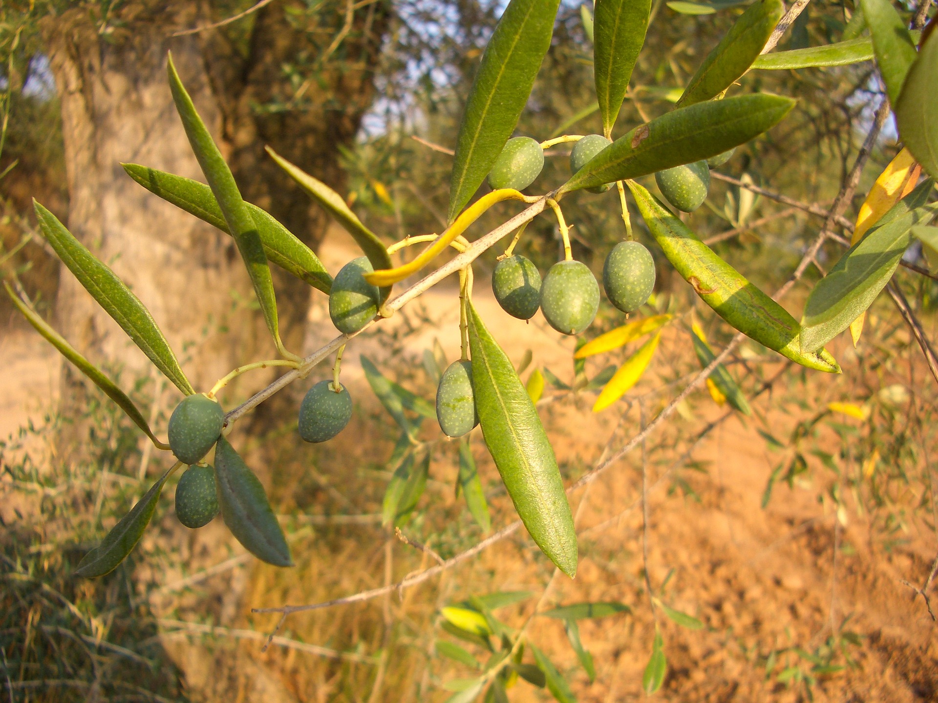 Olives Hold Promise for Florida