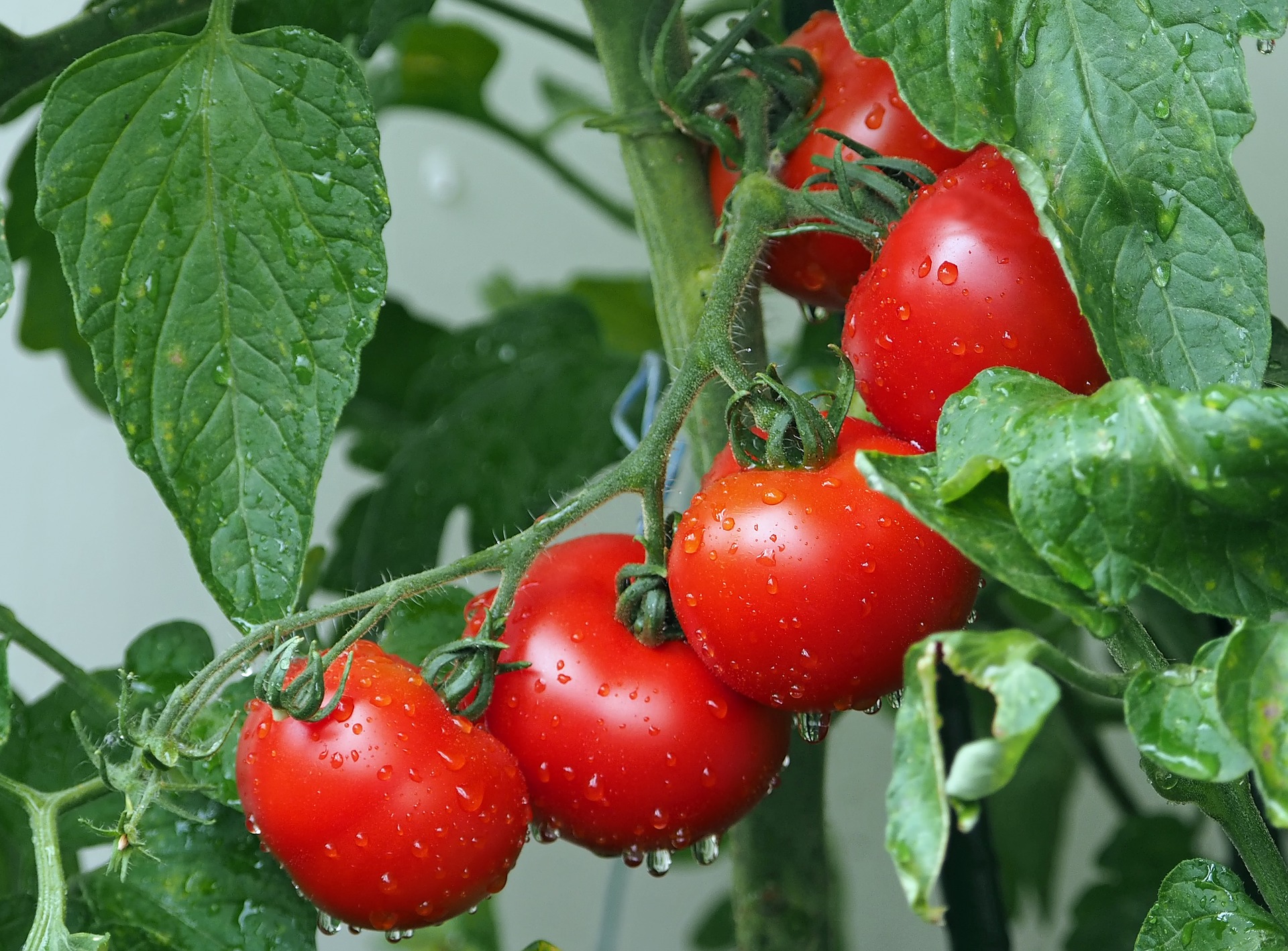Florida Tomato Production