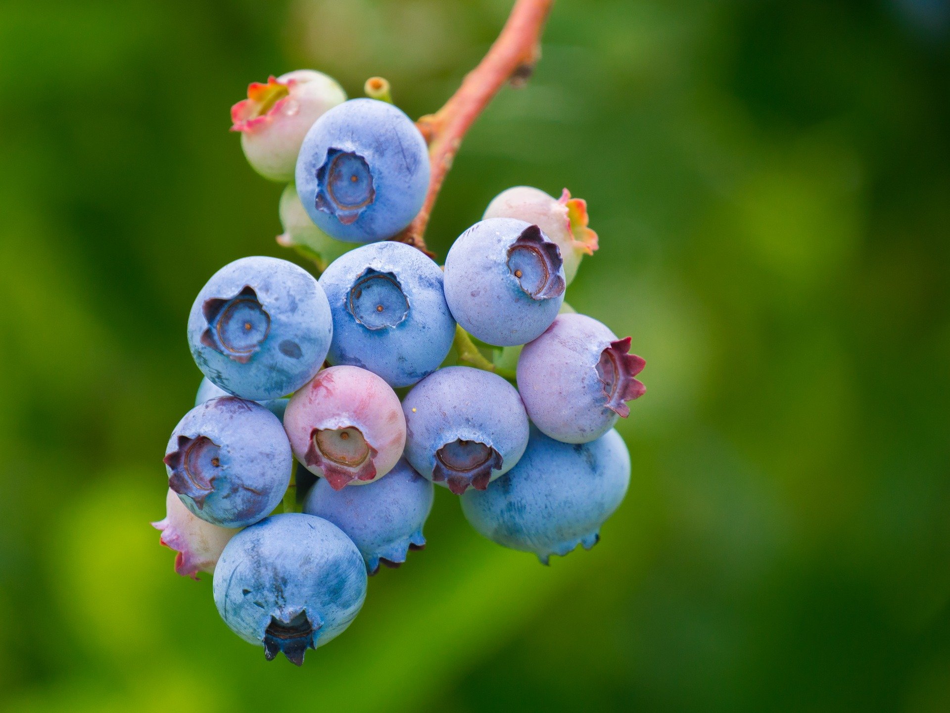 Harvesting Technology Boosts Florida Blueberry Season