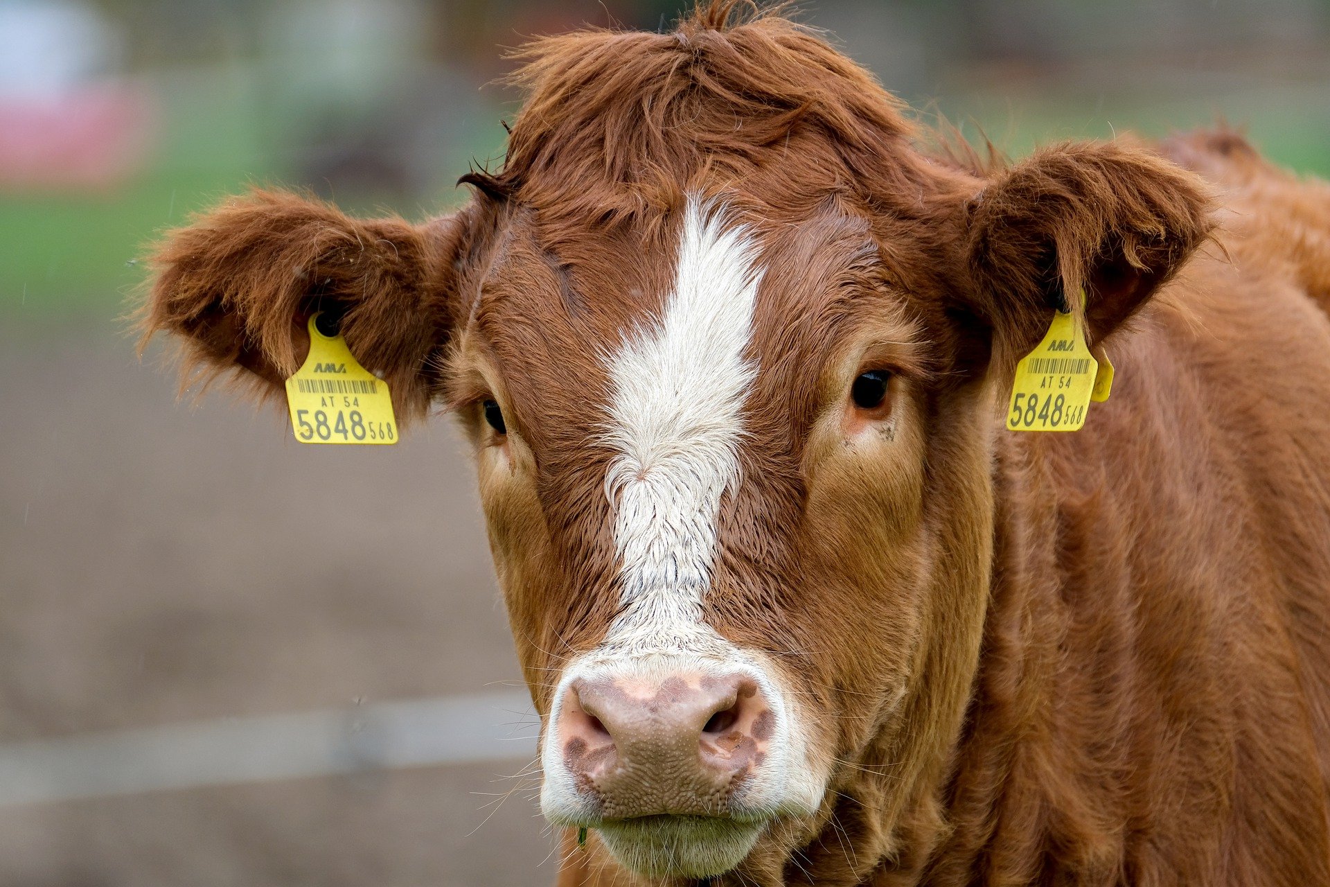 Inputs Steadily Increase for Cow/Calf Producers
