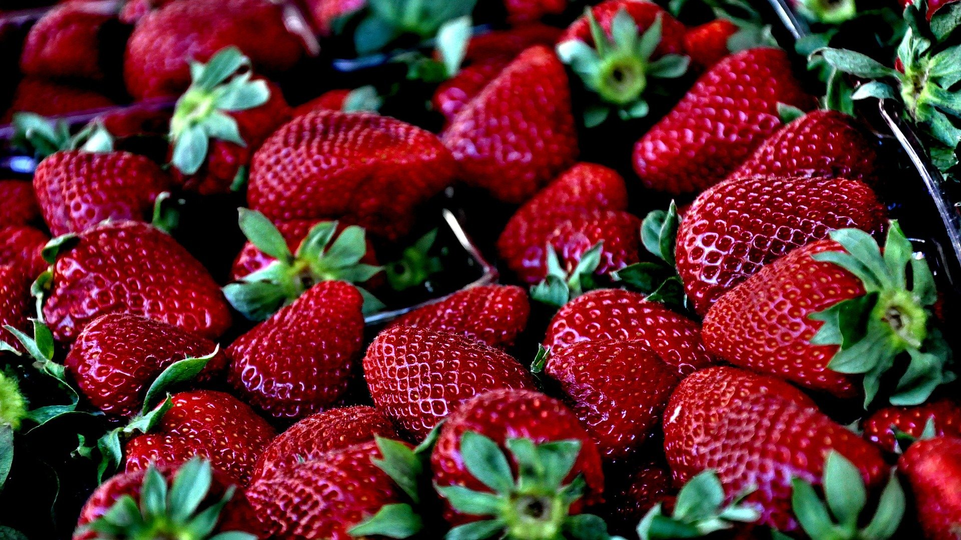 Neopestalotiopsis Fruit Rot Disease in Florida Strawberries