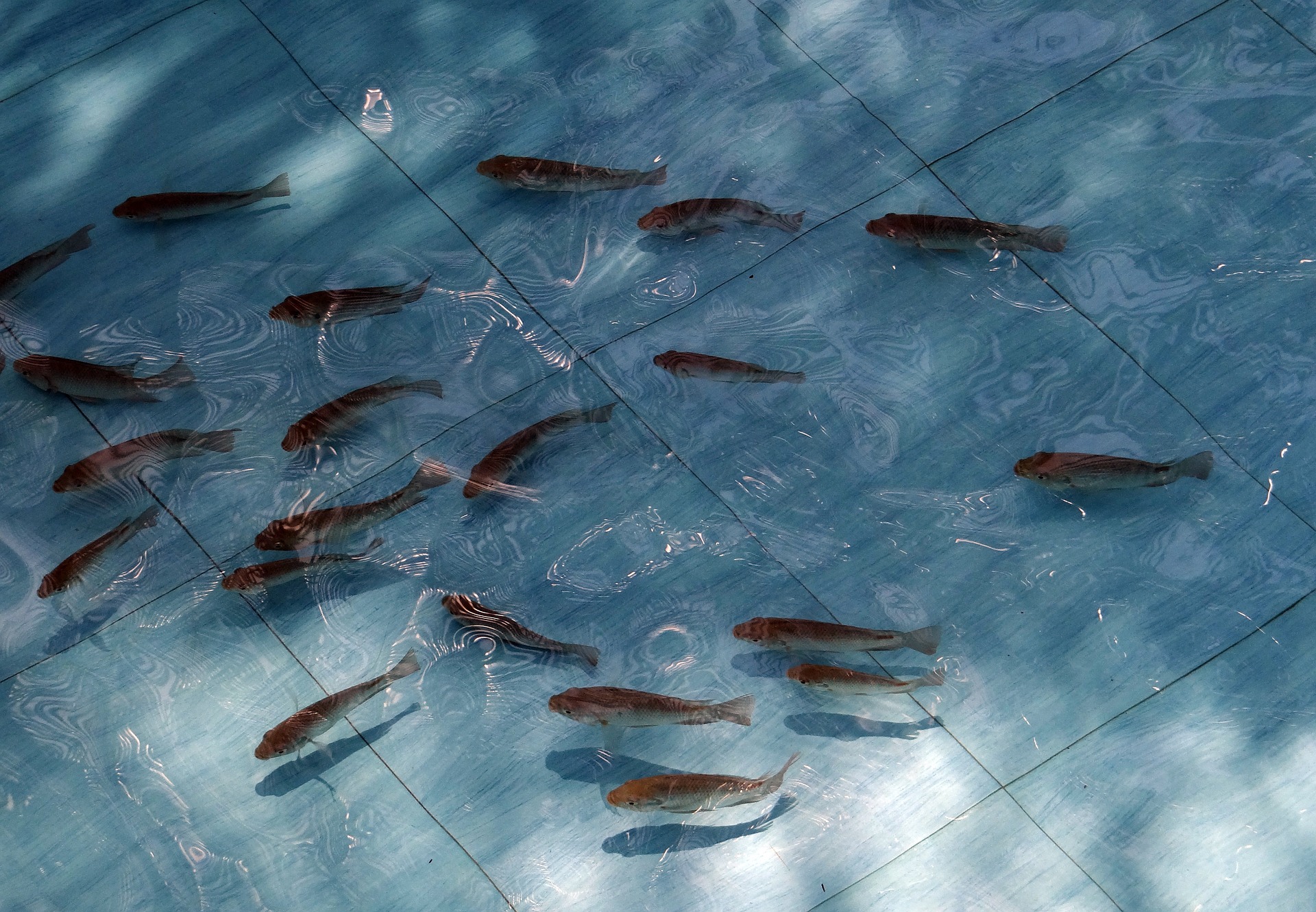 Florida Aquaculture