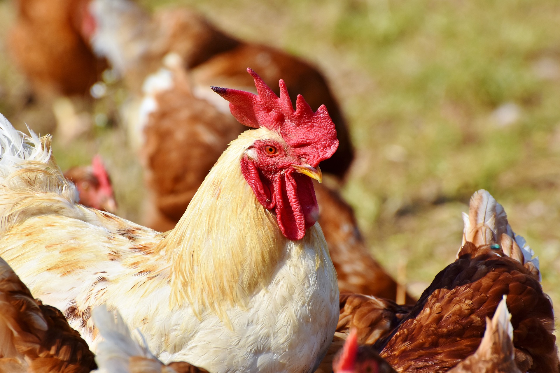 Basics of Biosecurity and Best Practices #DefendTheFlock