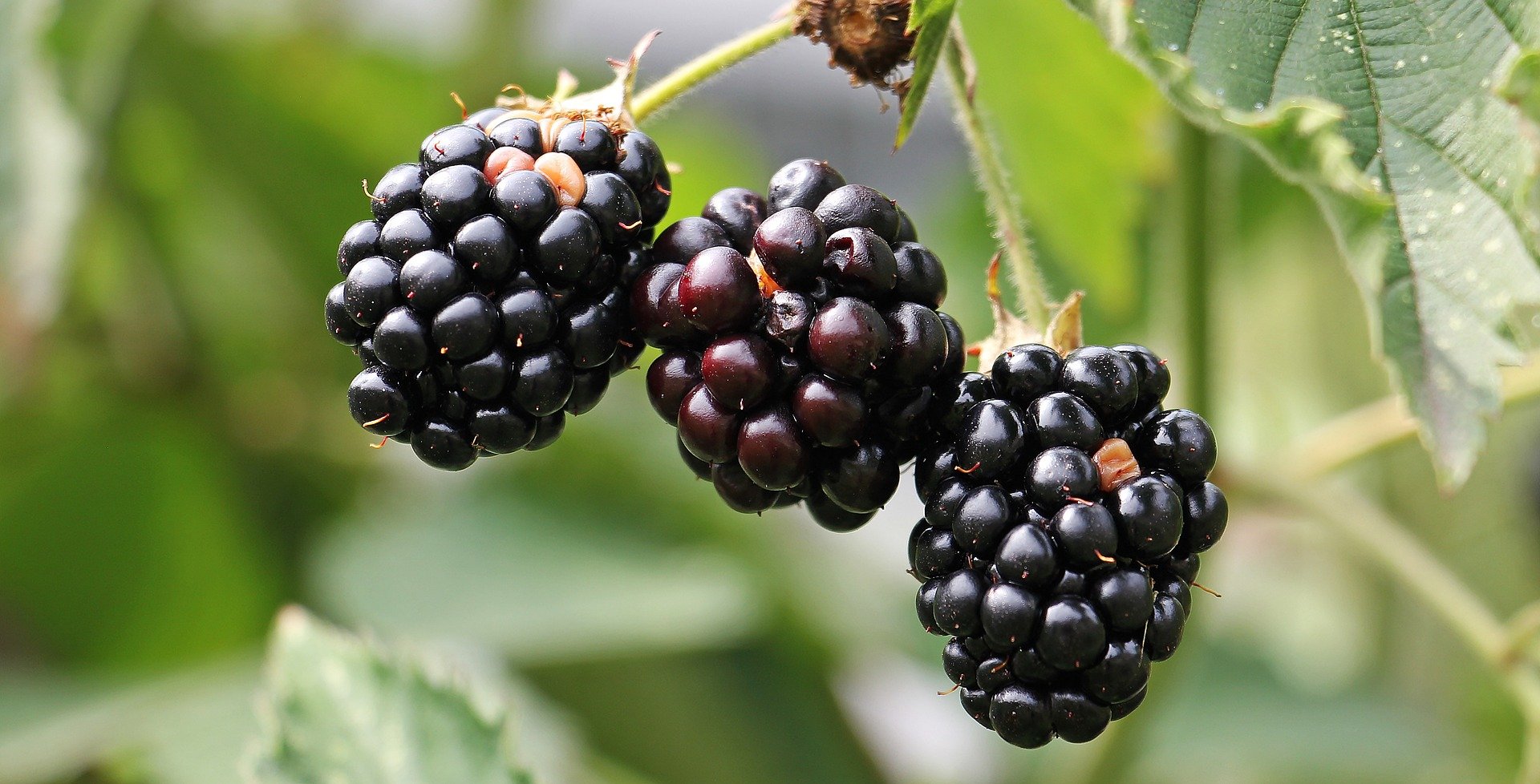 Florida Blackberries