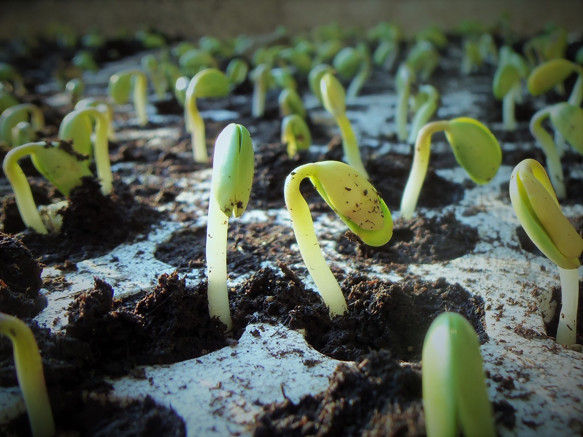 Innovations in Agriculture