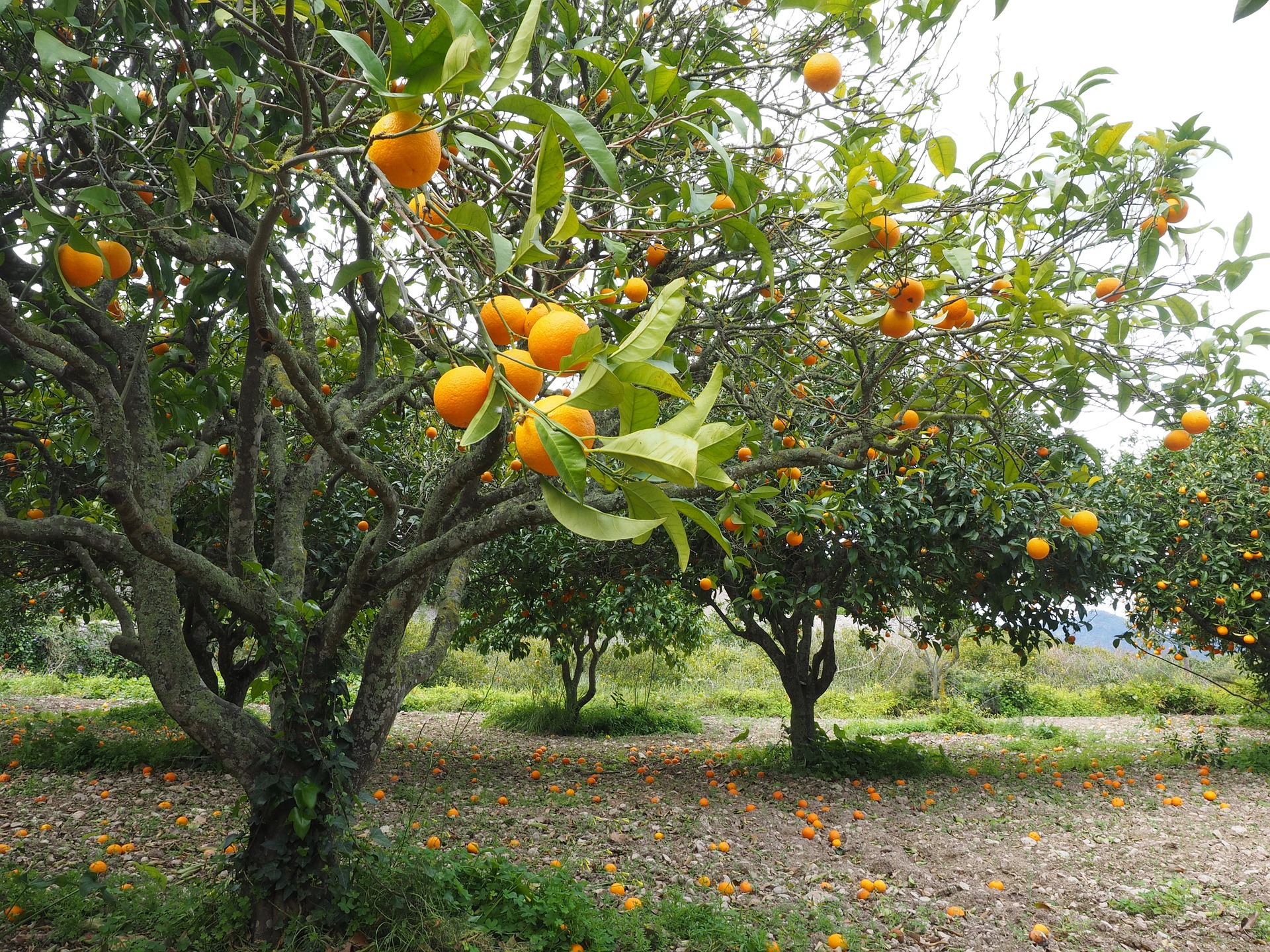 Precision and Automation in Agriculture