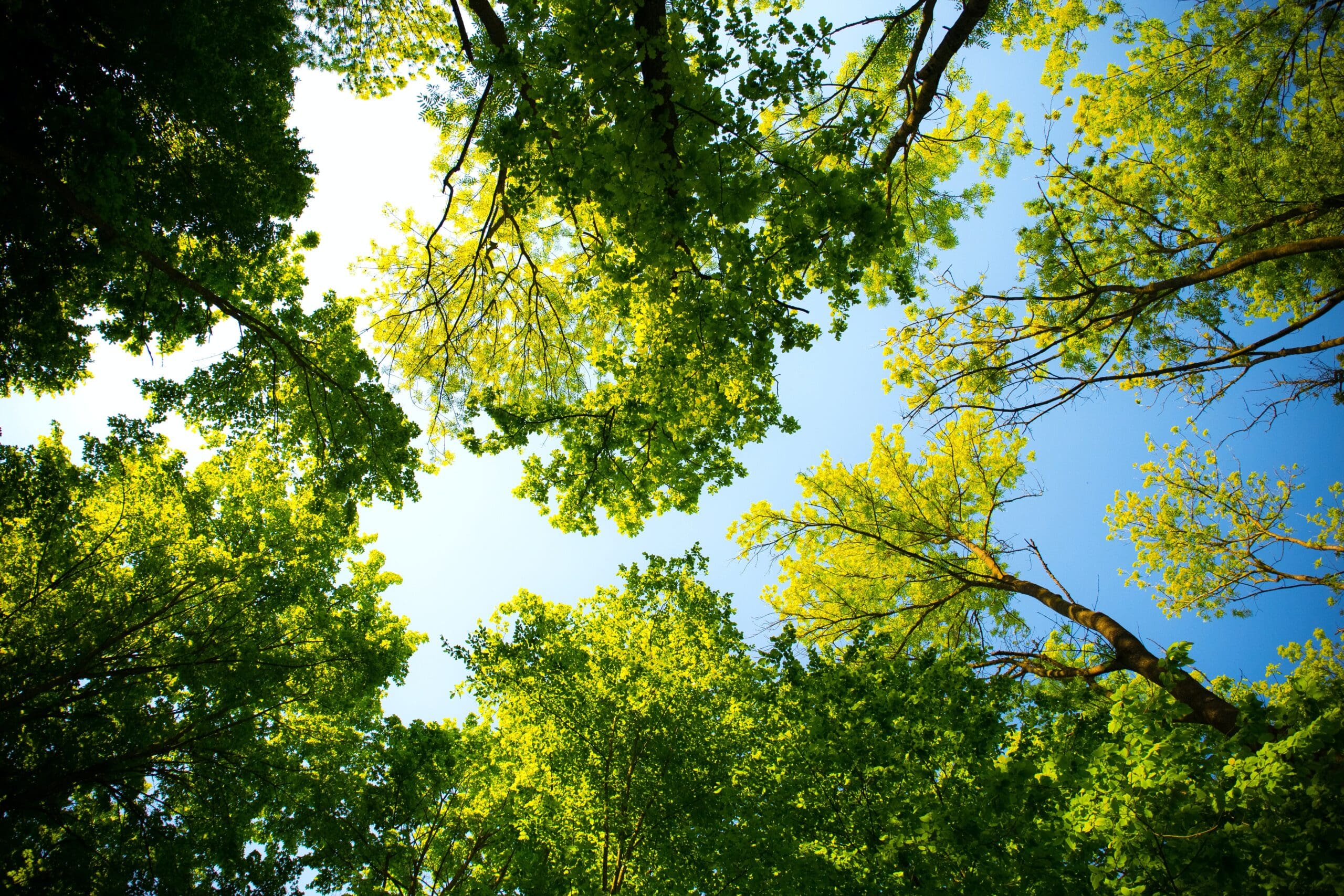 USDA to Conduct First-Ever National Agroforestry Survey