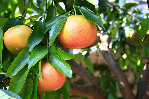The Resilience and Quality of Florida’s Grapefruit