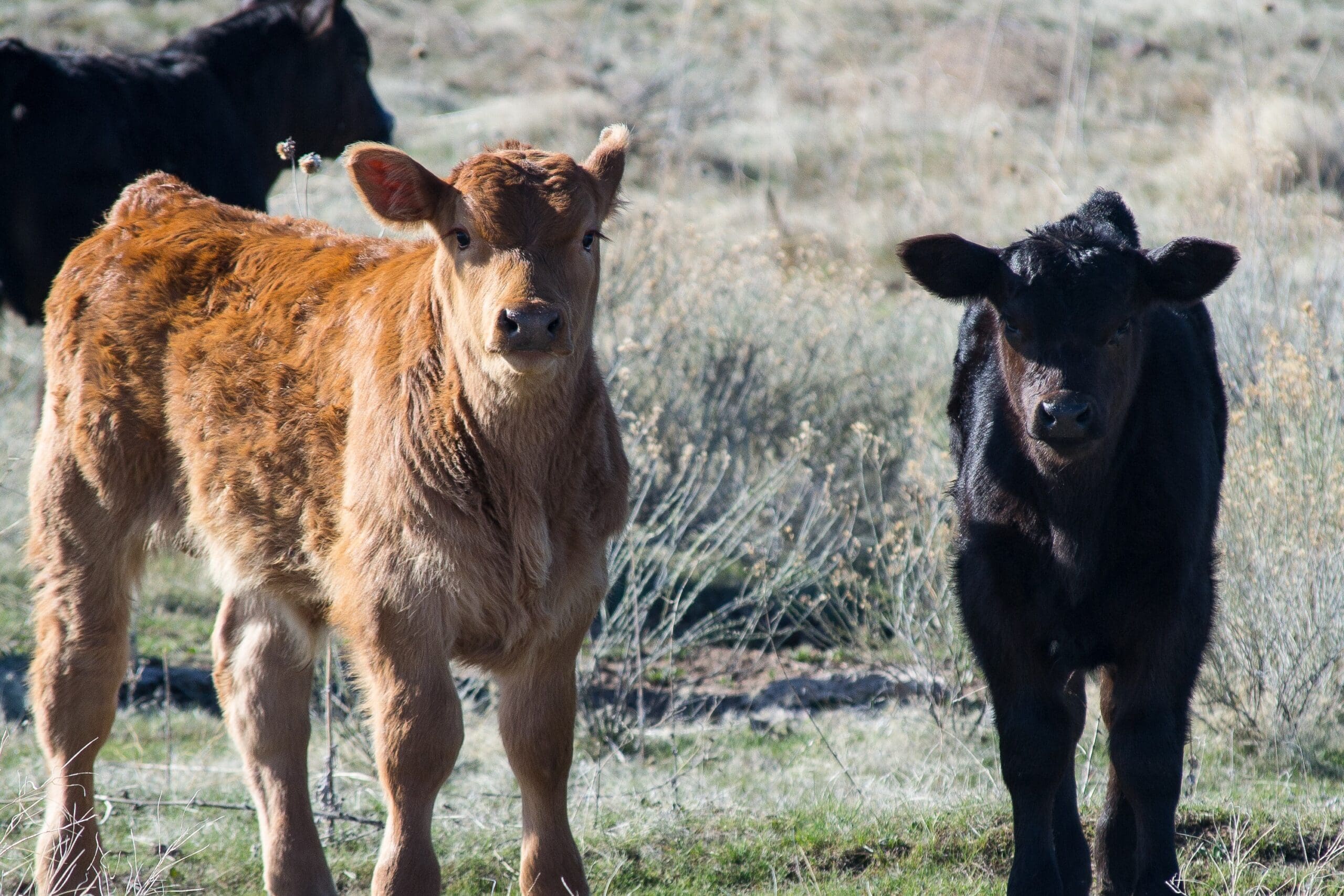 Early Calving Benefits
