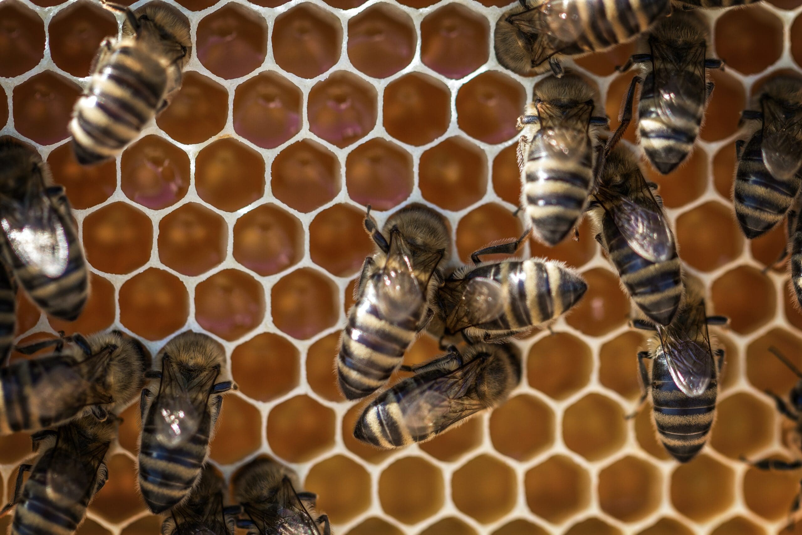 Protecting Pollinators