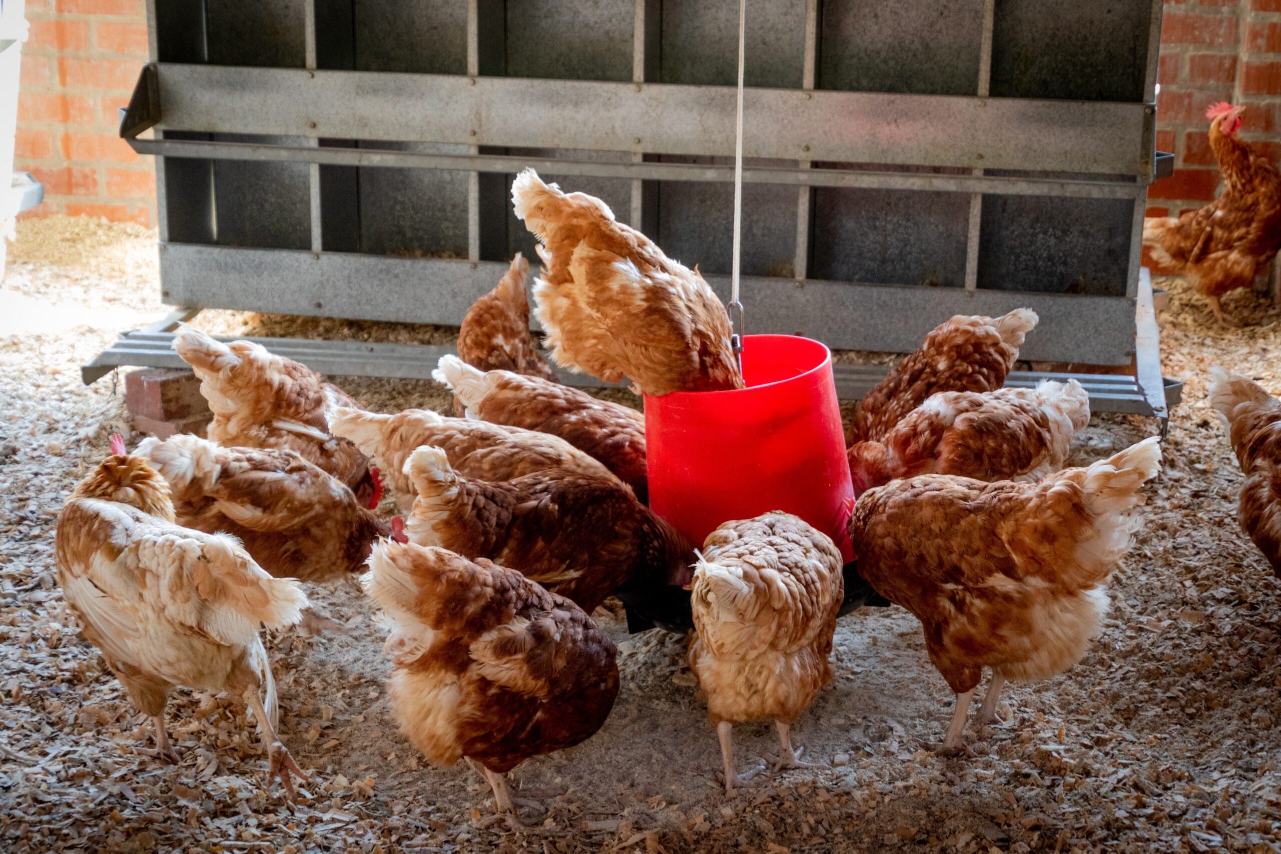 Poultry Strict Bio-Security
