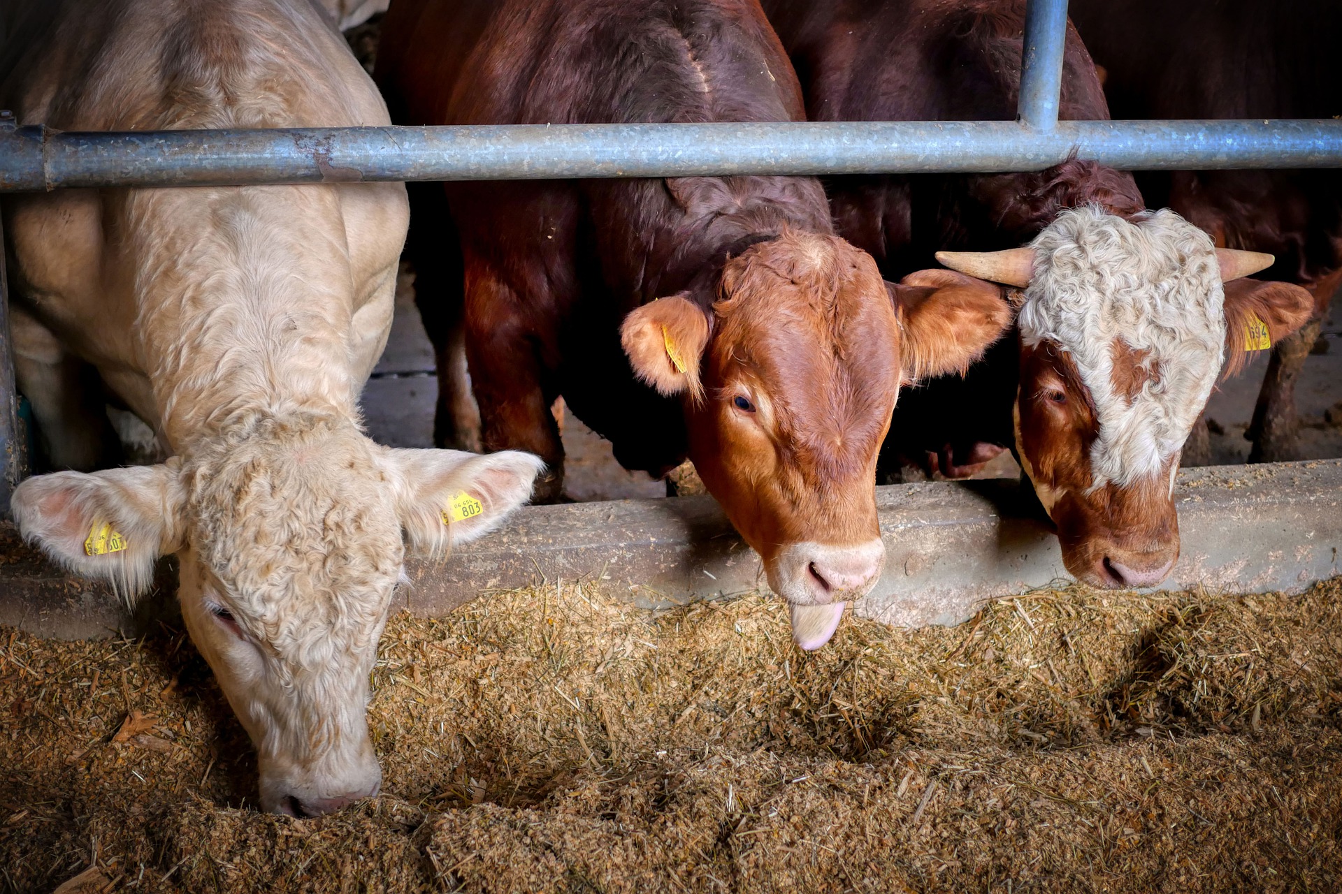 Gut Health in Cattle