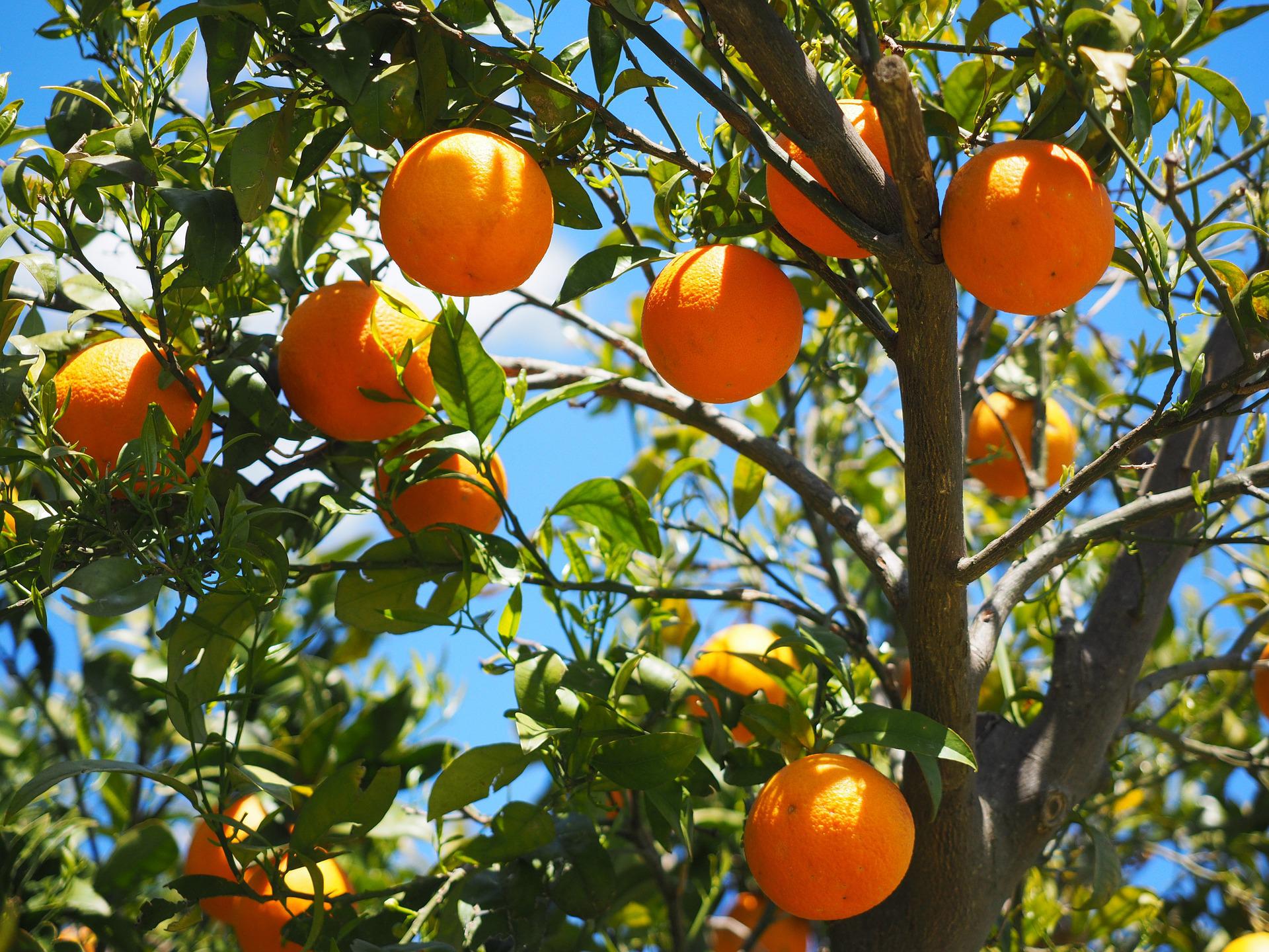 Psyllid’s Attracted to Young Shoots in Citrus Trees