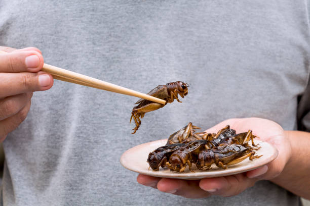 Protein From Insects Becoming Popular