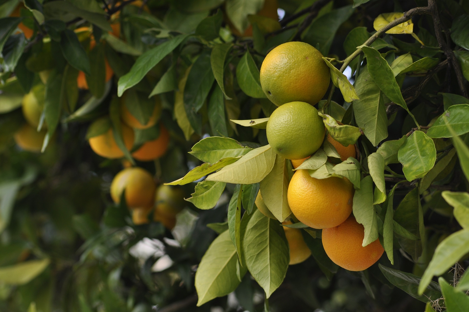 New Citrus Varieties Reaching Growers in Florida