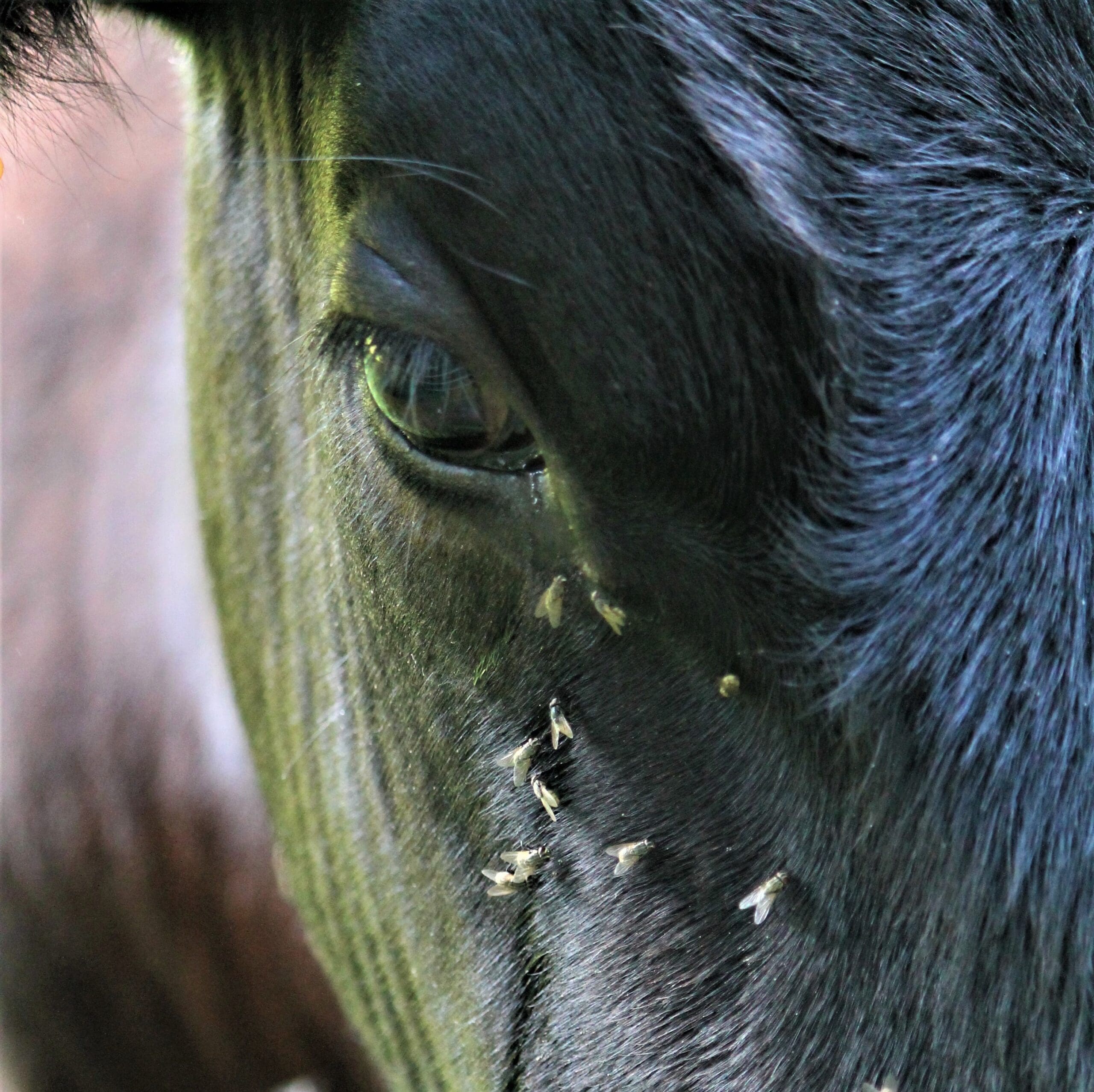 Prevention of Cattle Pinkeye