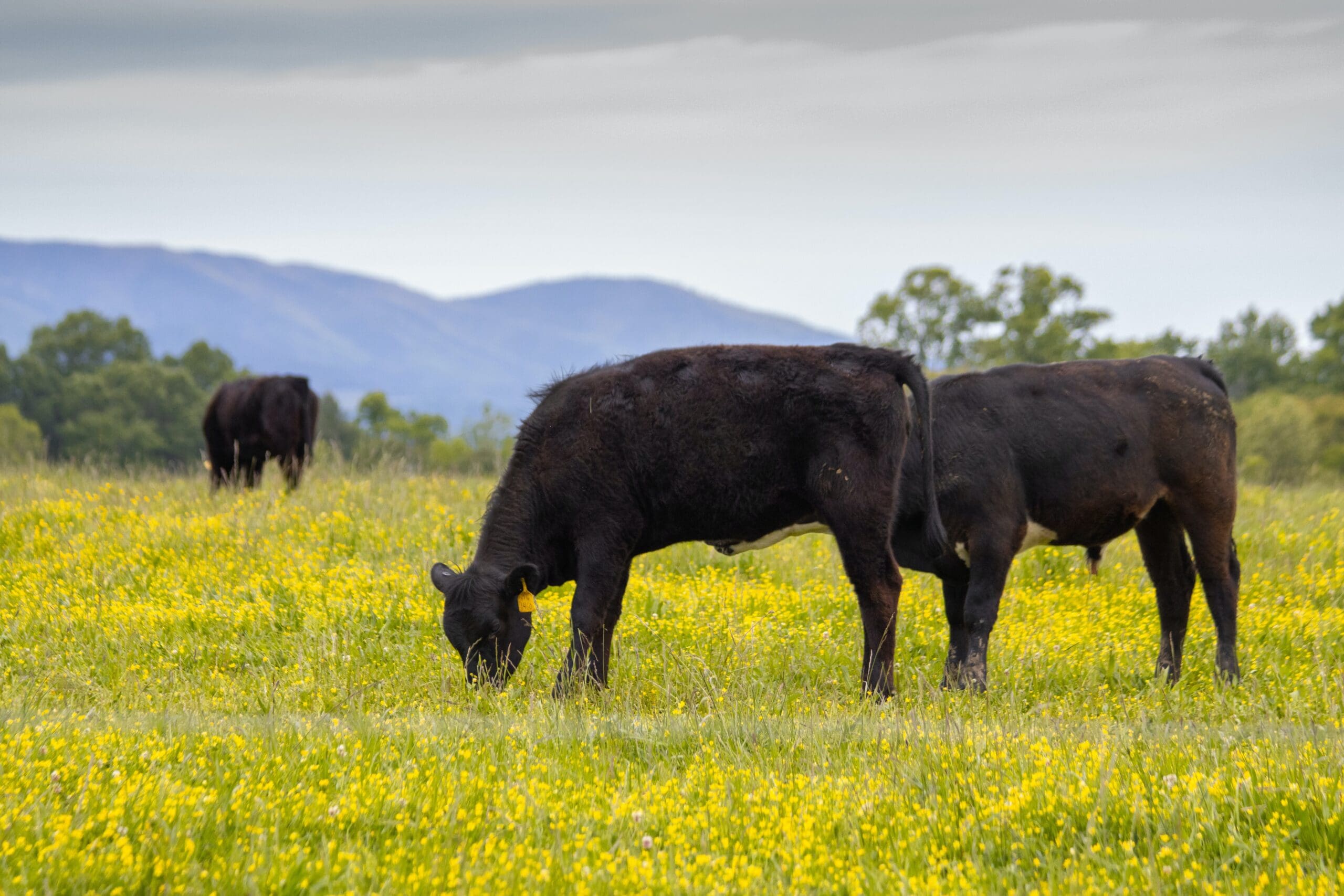 Ranchers Adopting Rotational Grazing