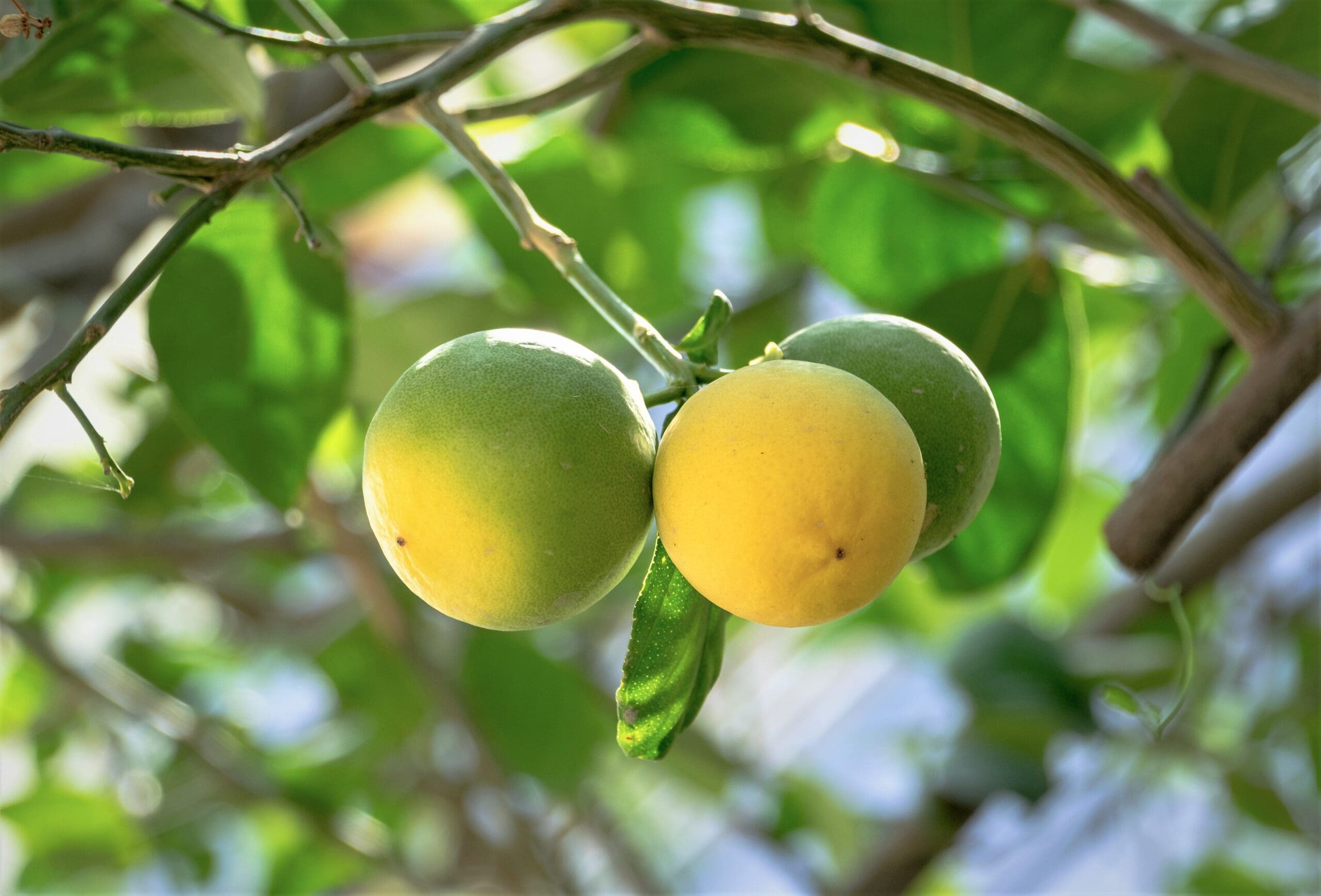 Developing HLB-Resistant Citrus