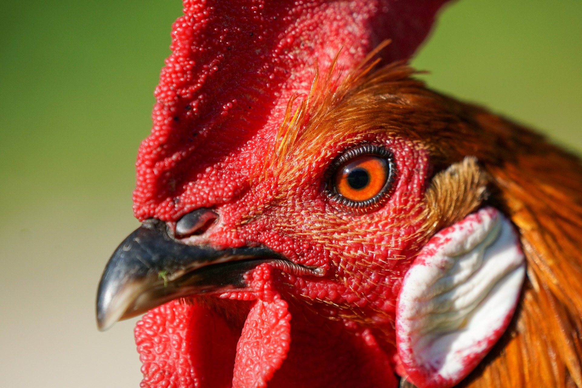Highly Pathogenic Avian Influenza Found in Alabama