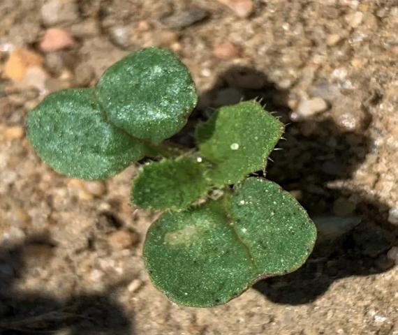 Managing Wild Radish