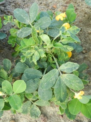 TSWV Impact on Crops