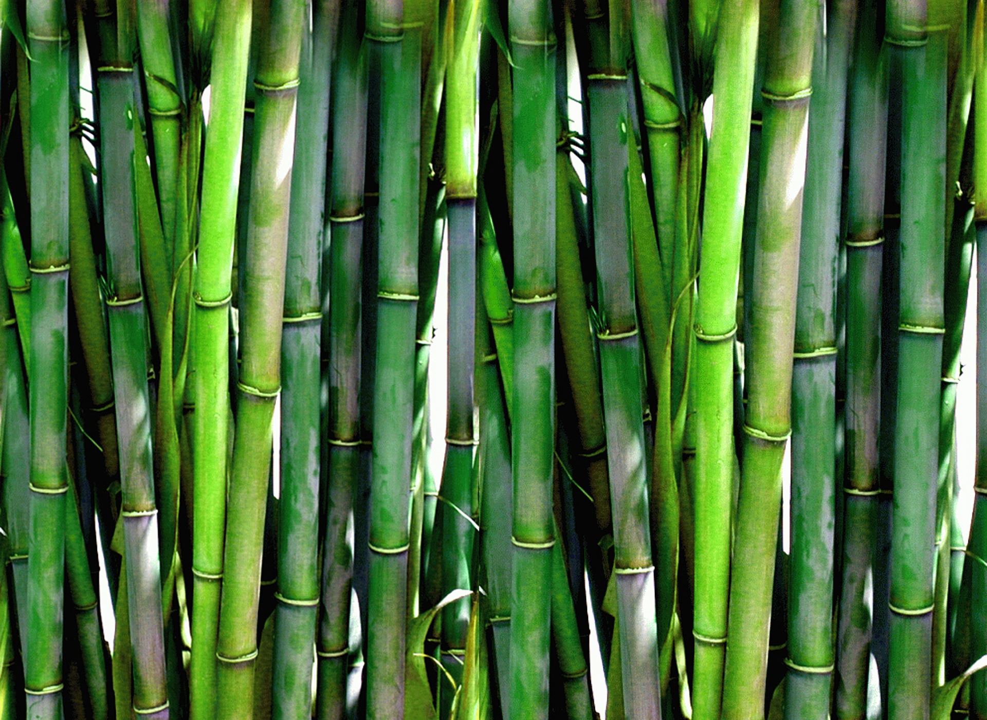 Bamboo Farming in Florida