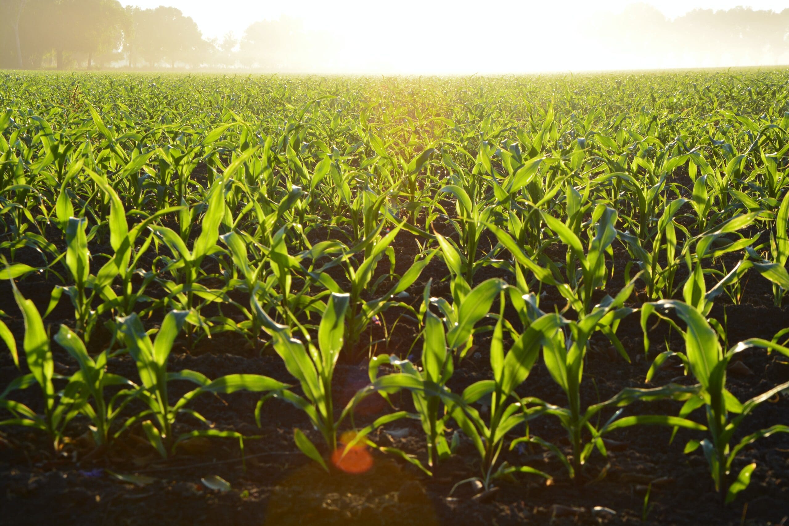 The 4 R’s for Fertilizer Application