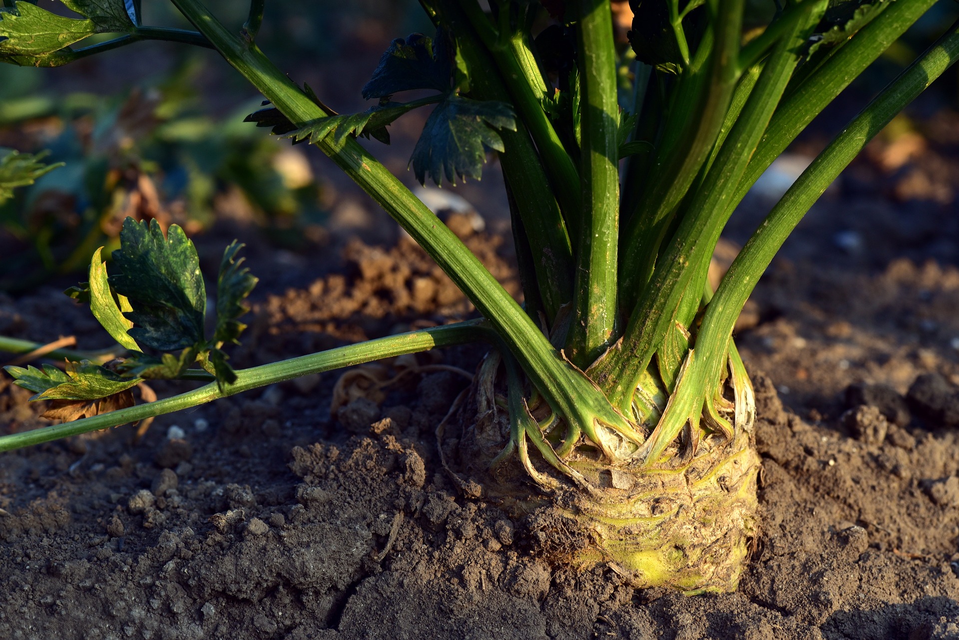 New Weevil Invading Florida’s Apiaceous Crops