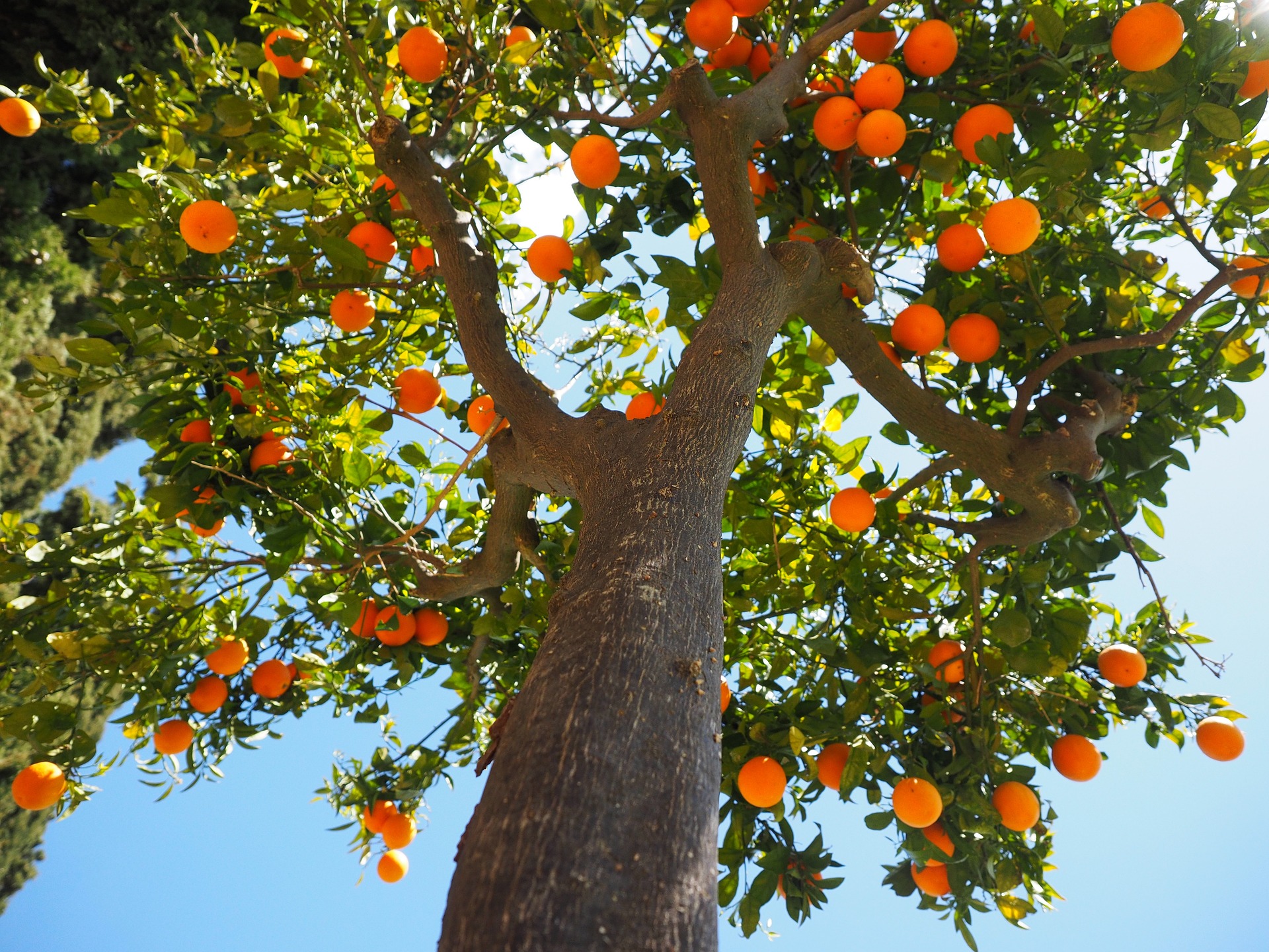 Citrus Rootstocks Nutrient Uptake