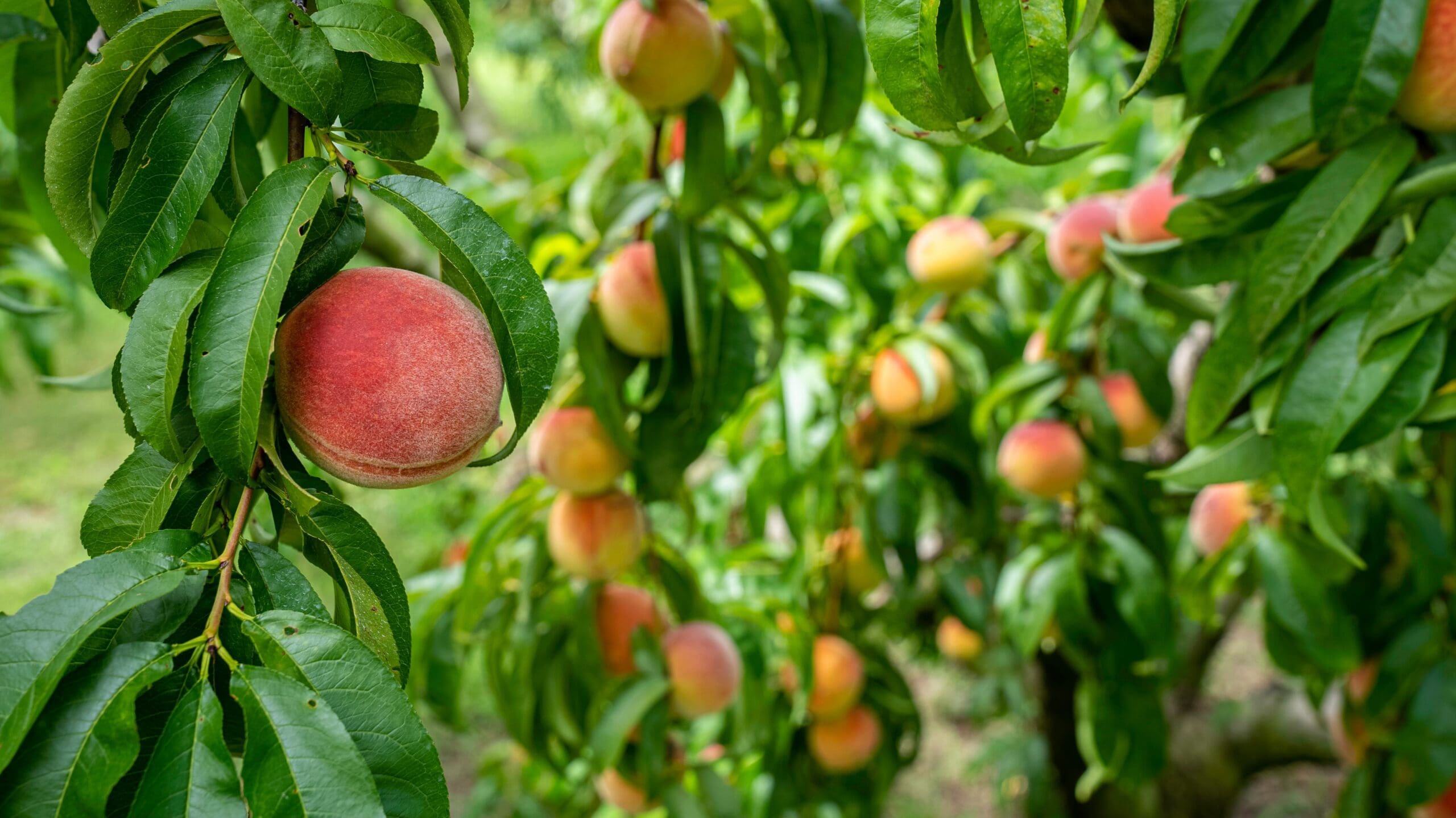 Peach Fruit Fly Poses Threat to Florida Citrus