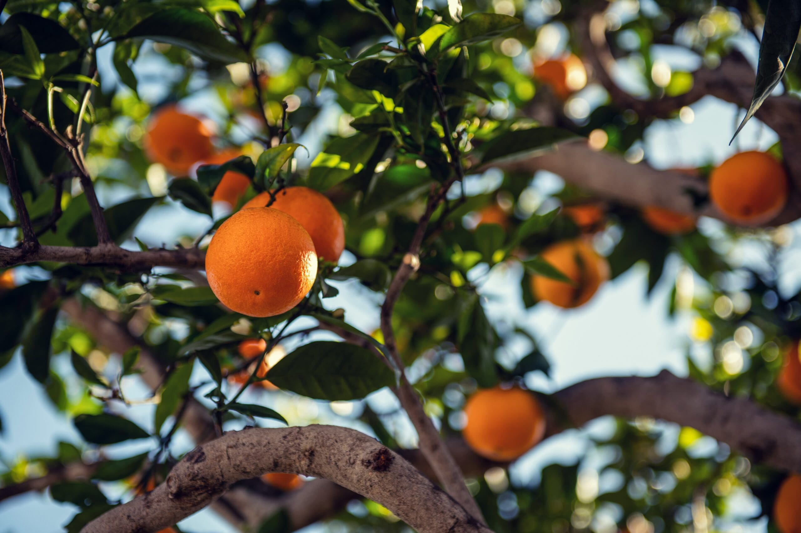 Tips to Avoid Phytophthora