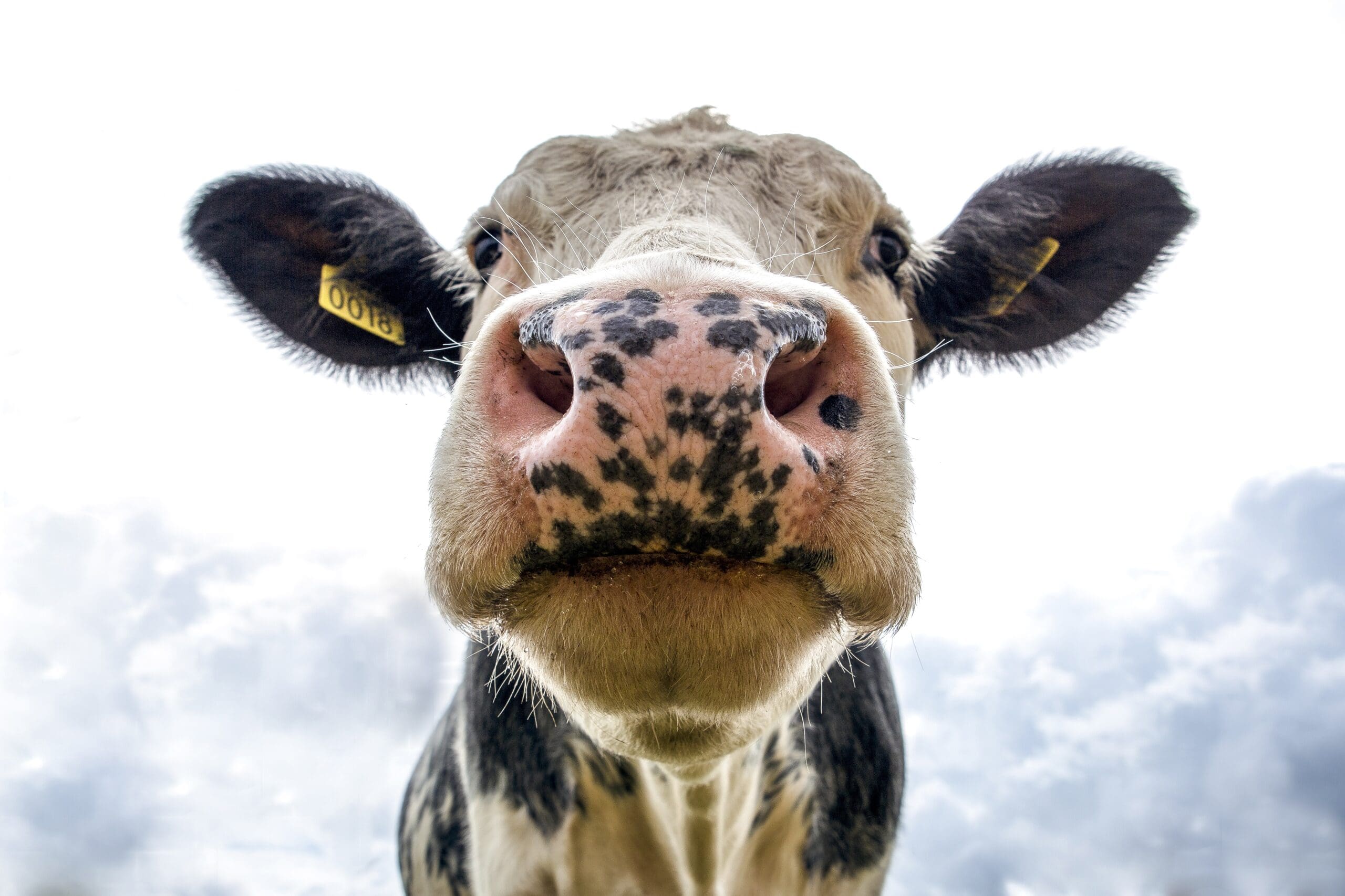 BSE Case Detected in South Carolina