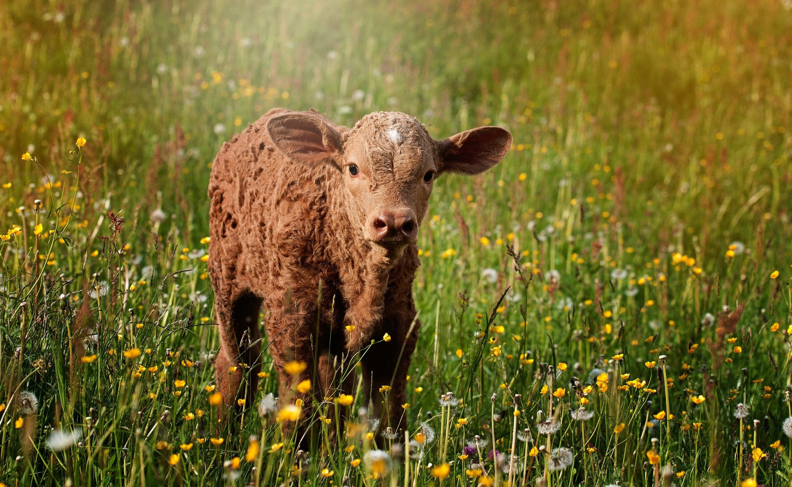 Gene-Edited Calf Born Resistant to BVDV