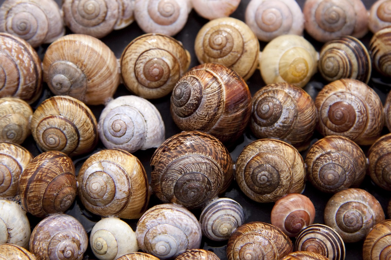 Florida Citrus Snail Management