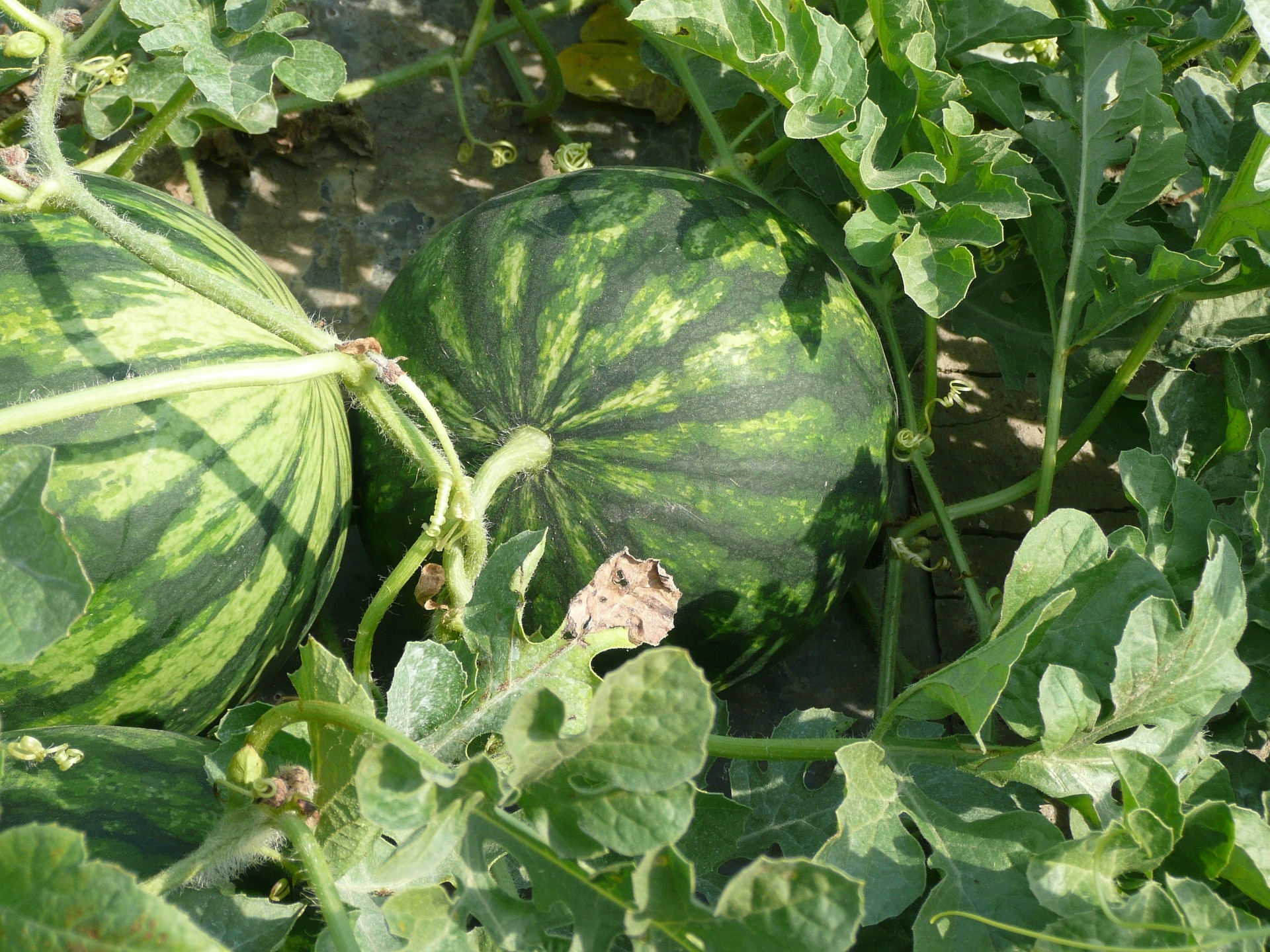 Downy Mildew Found in North Florida