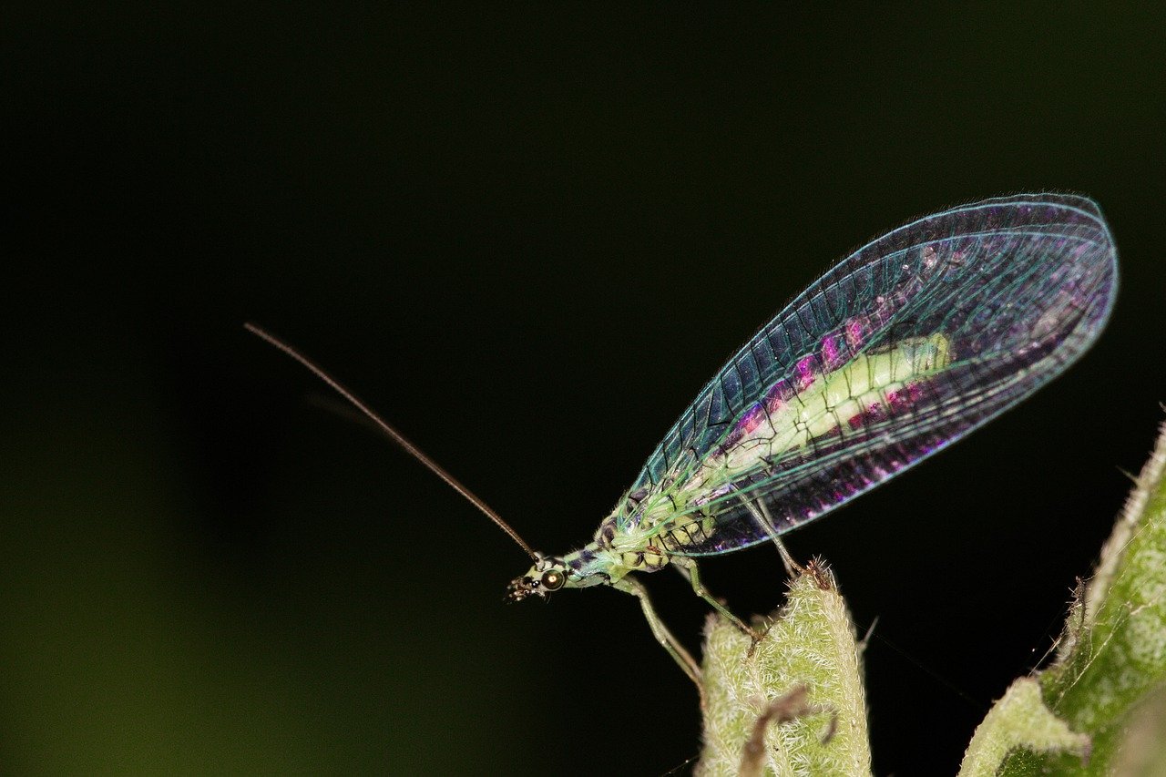 Releasing Green Lacewing to Combat Aphids