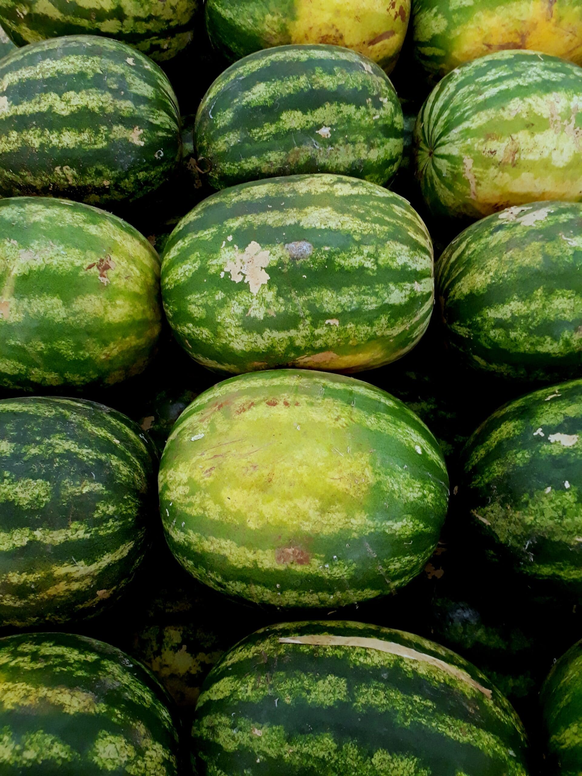 Watermelon Season in North Florida
