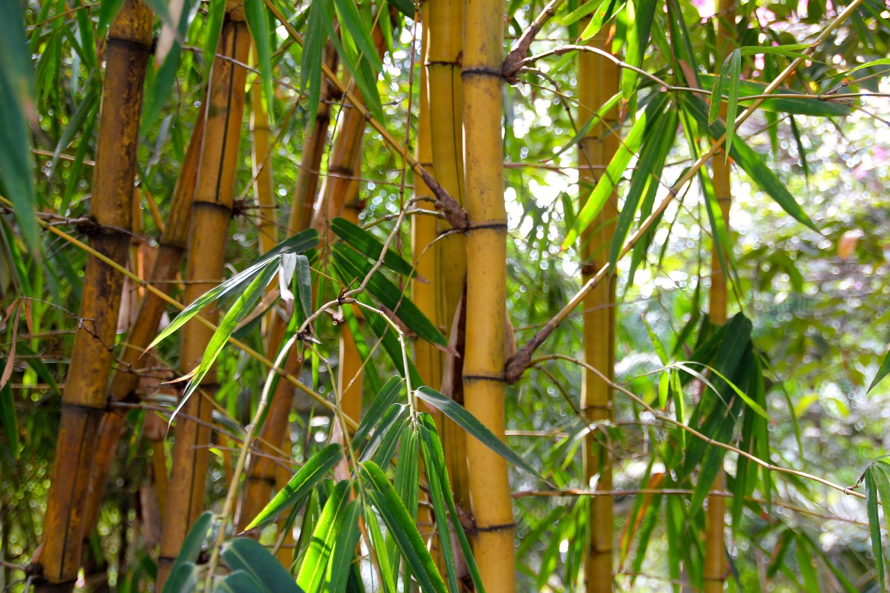 Bamboo is the New Citrus