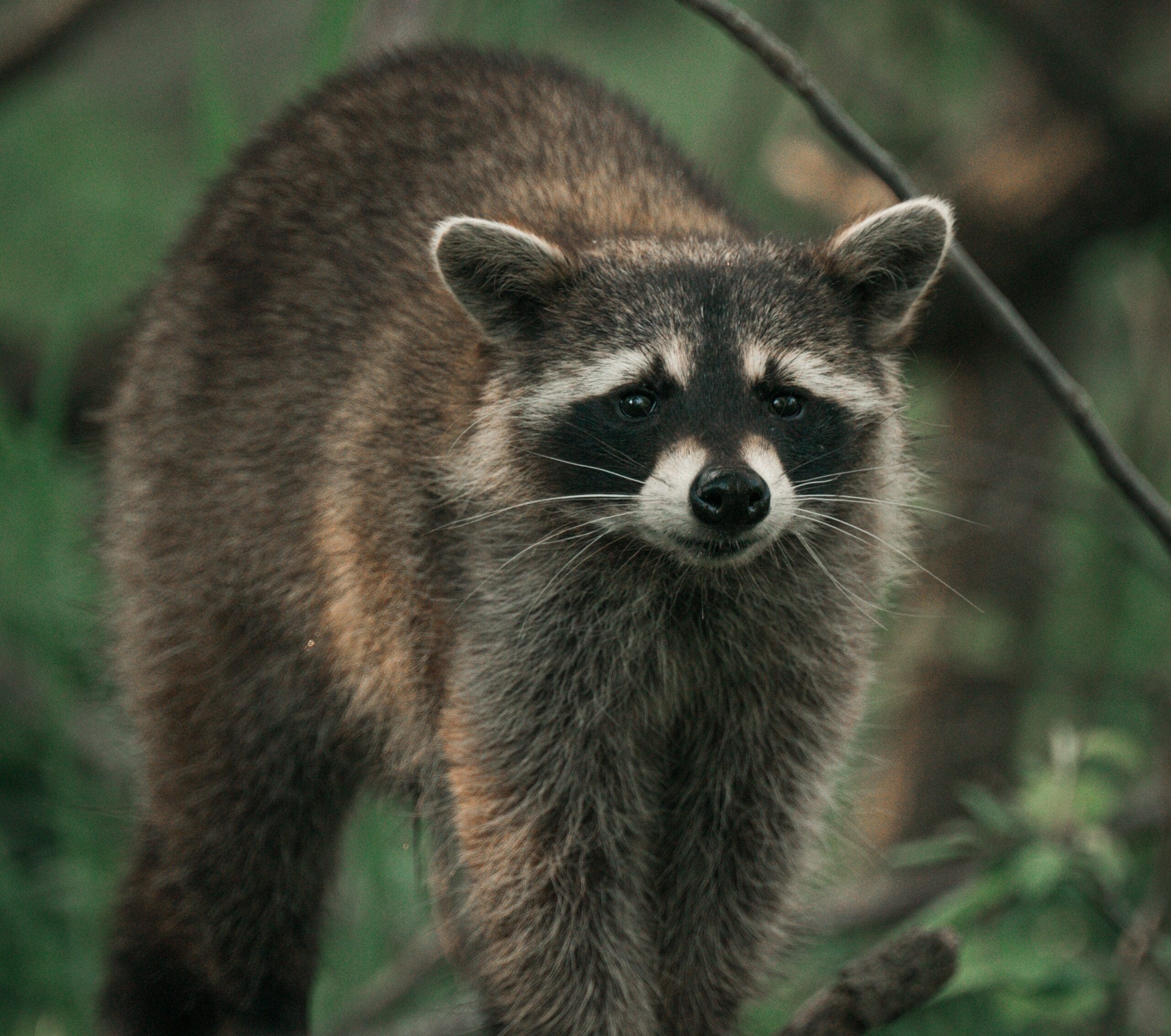 USDA Investing More Money to Wildlife Conservation