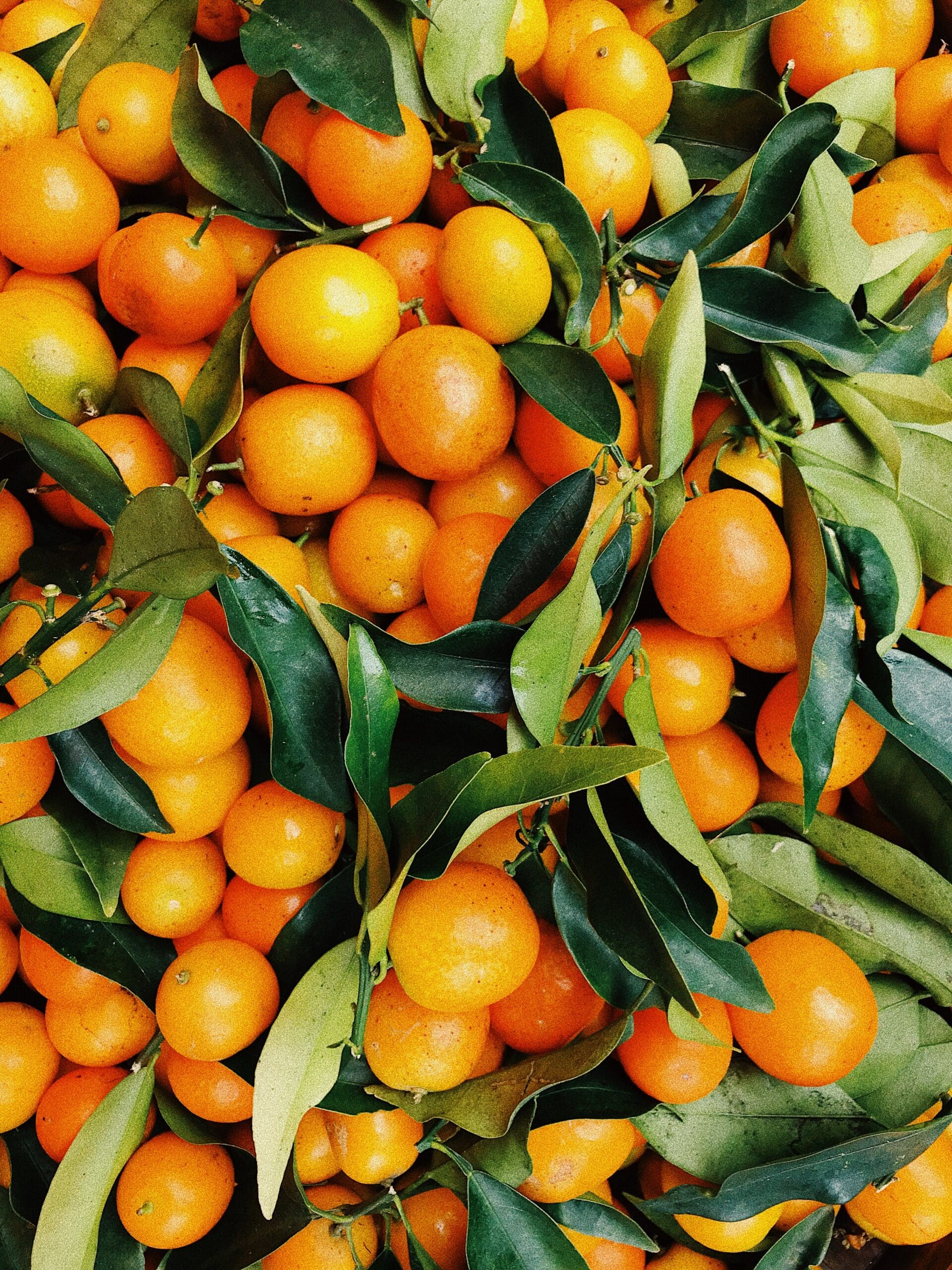 Florida Citrus Season Worst in a Century